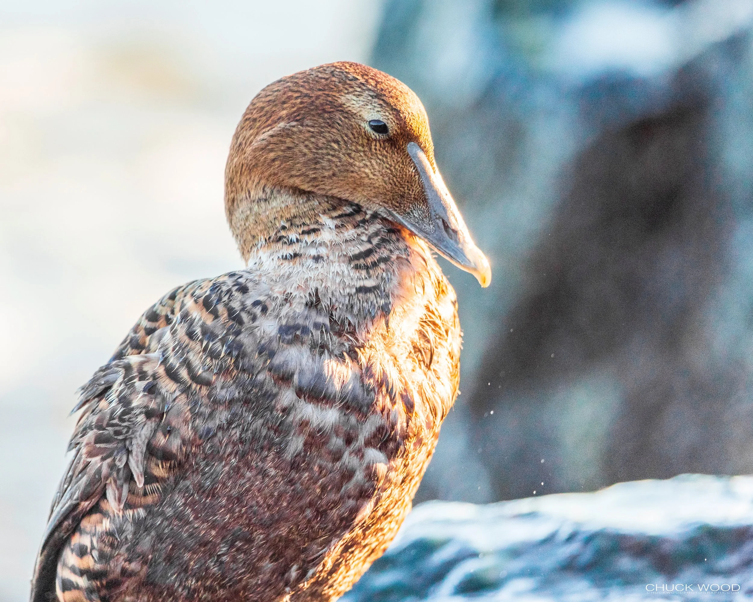  Barnegat Lighthouse, NJ 2021 