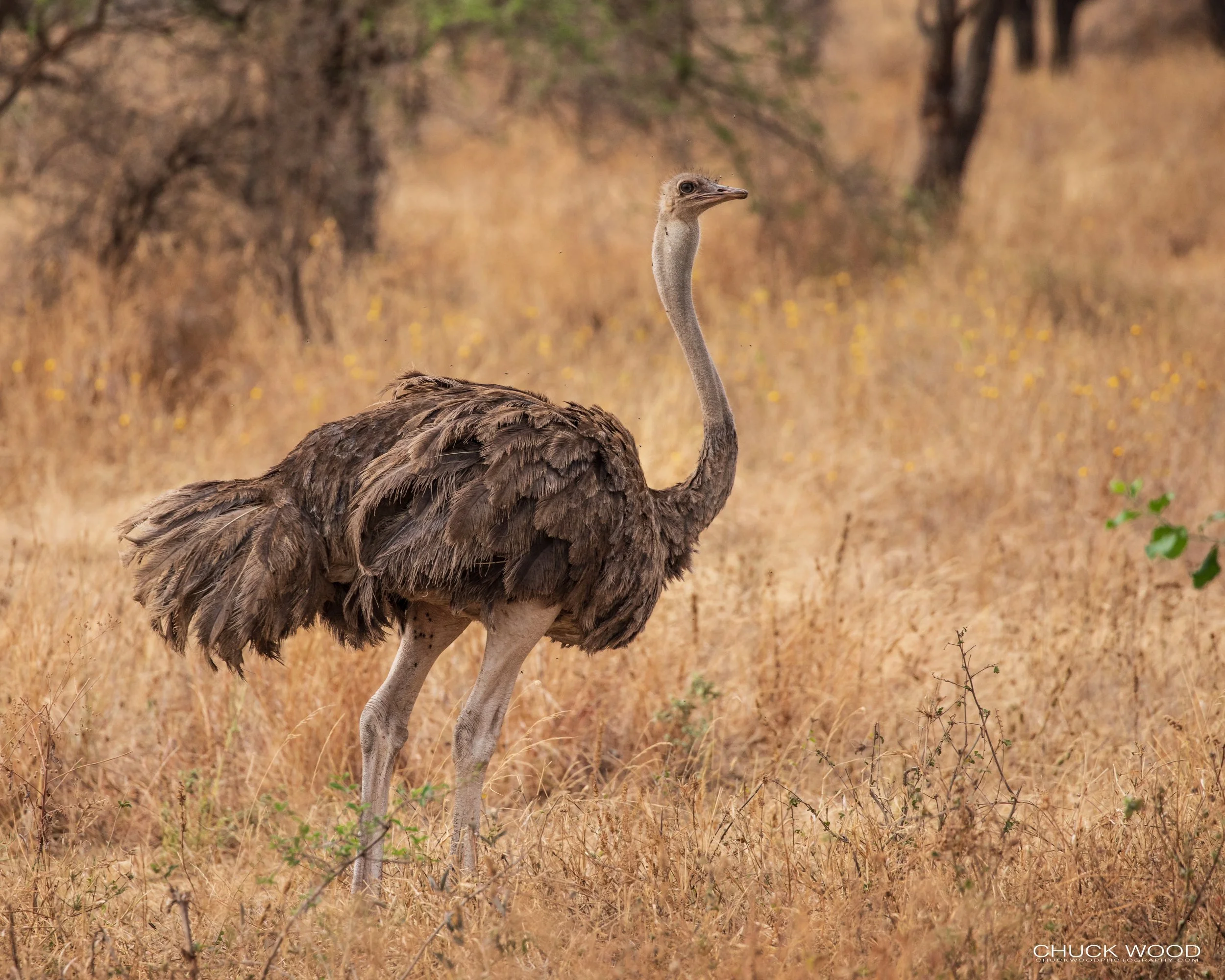  Tarangire, Tanzania 2021 