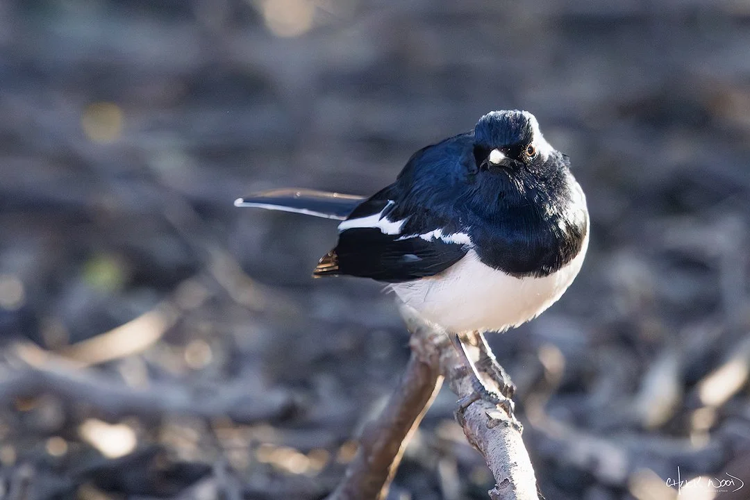  Keoladeo Ghana, India 2025 