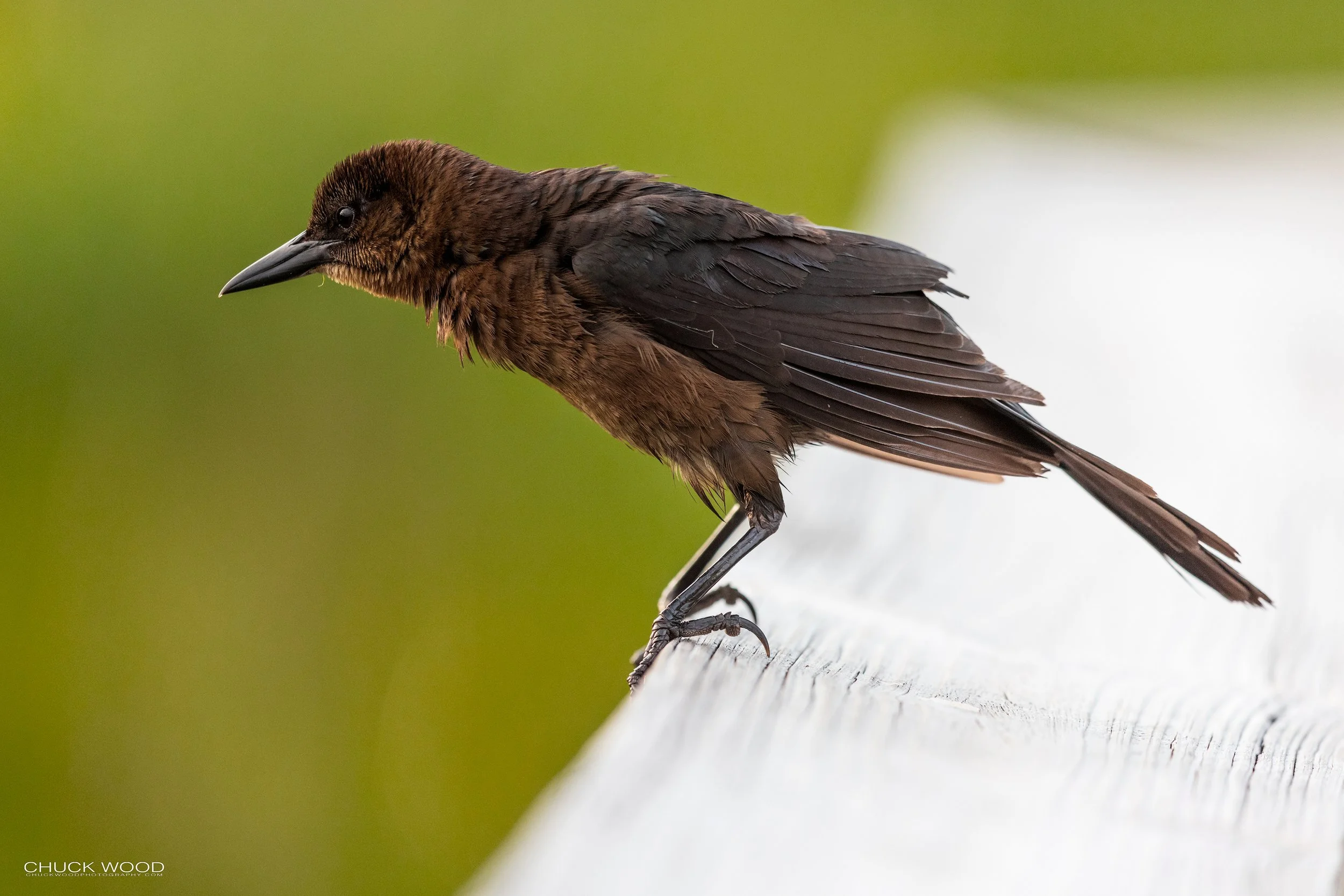  Wakodahatchee, FL 2021 