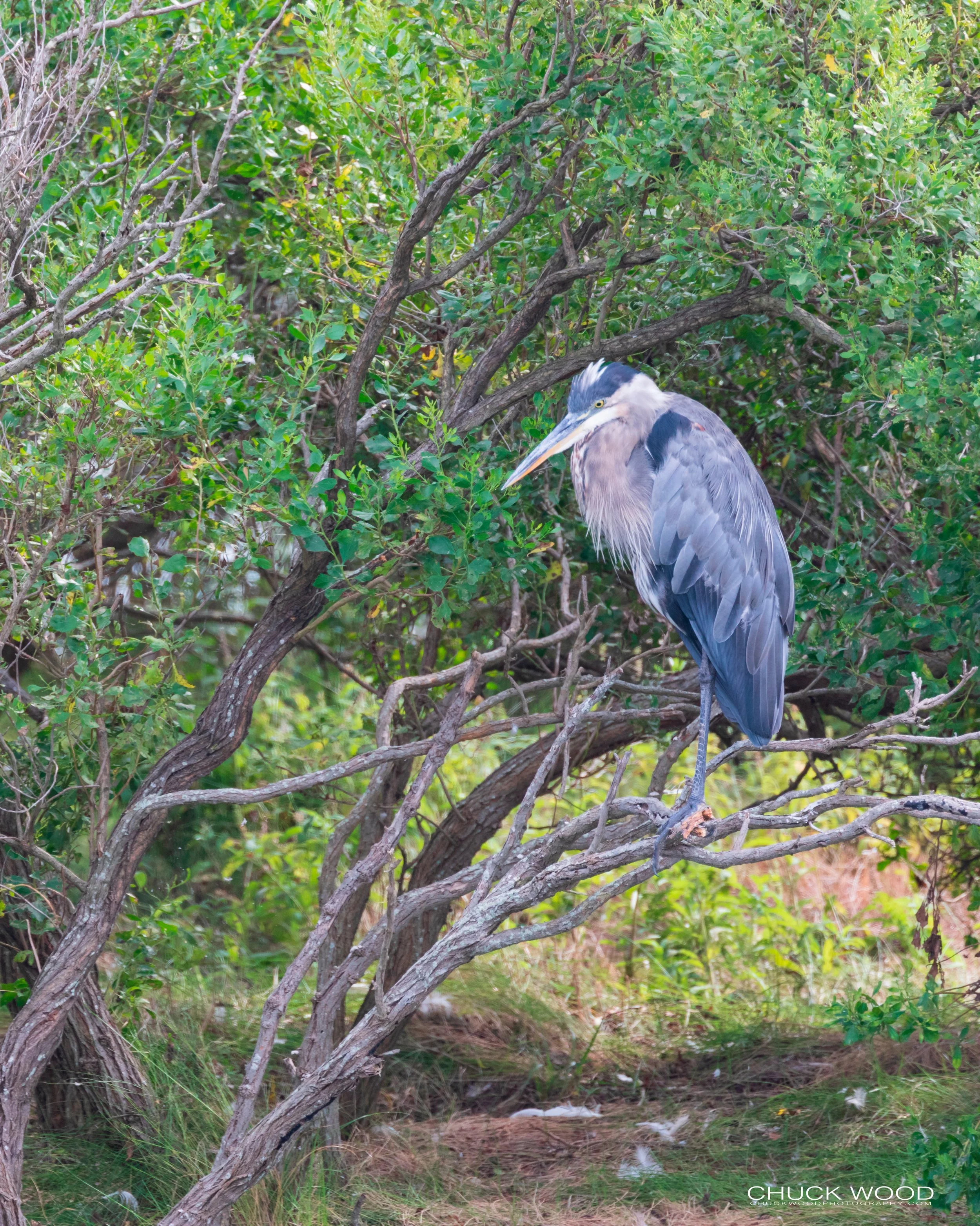  Forsythe NWR, FL 2019 