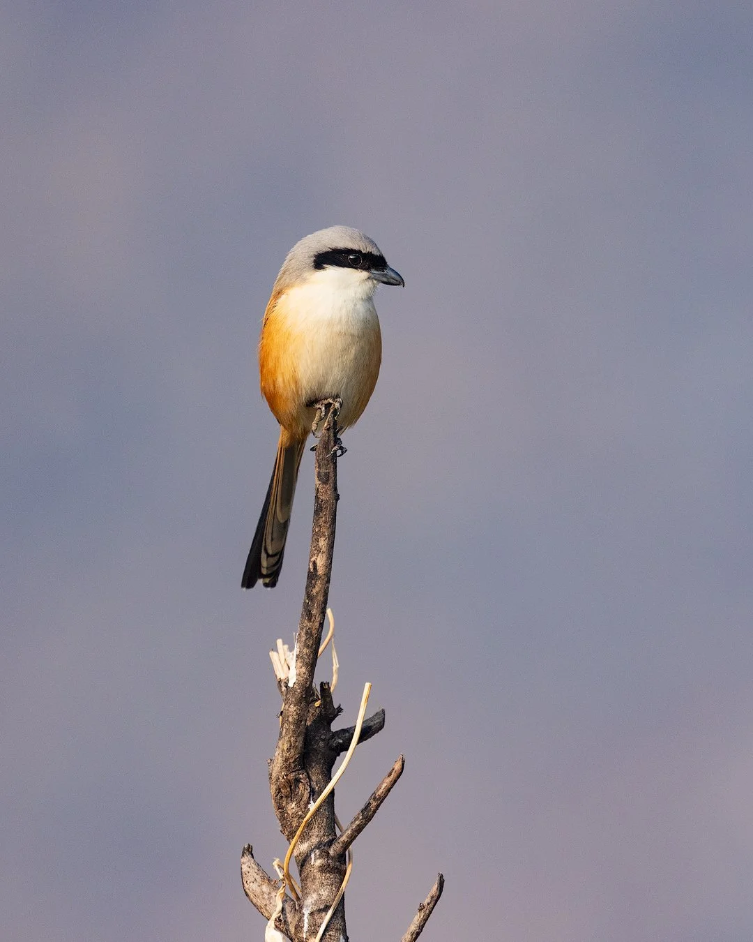 CW00387-Long-tailed-Shrike-Bhimtal-2025-1080.jpg