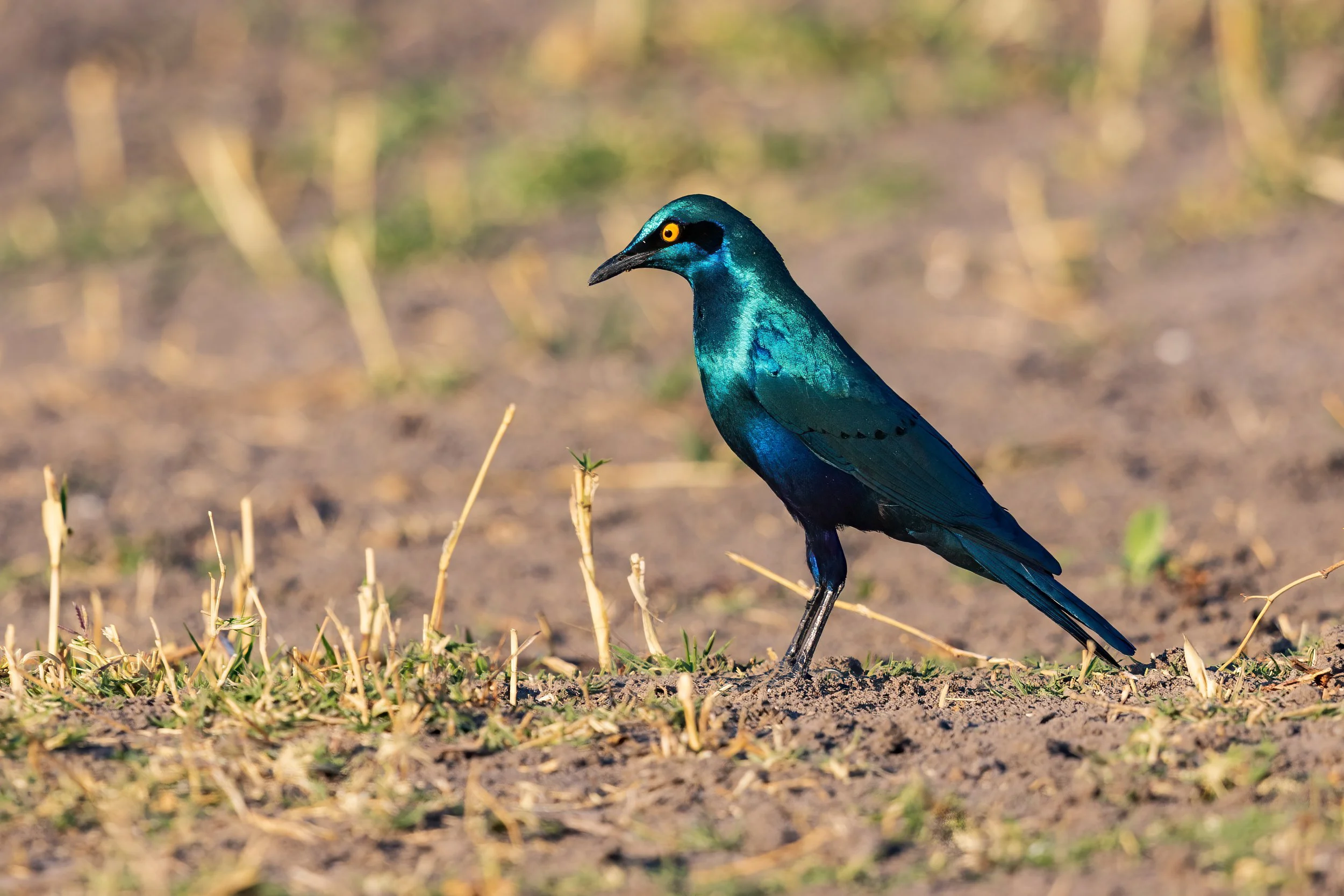   Chobe Riverfront, Botswana 2023 