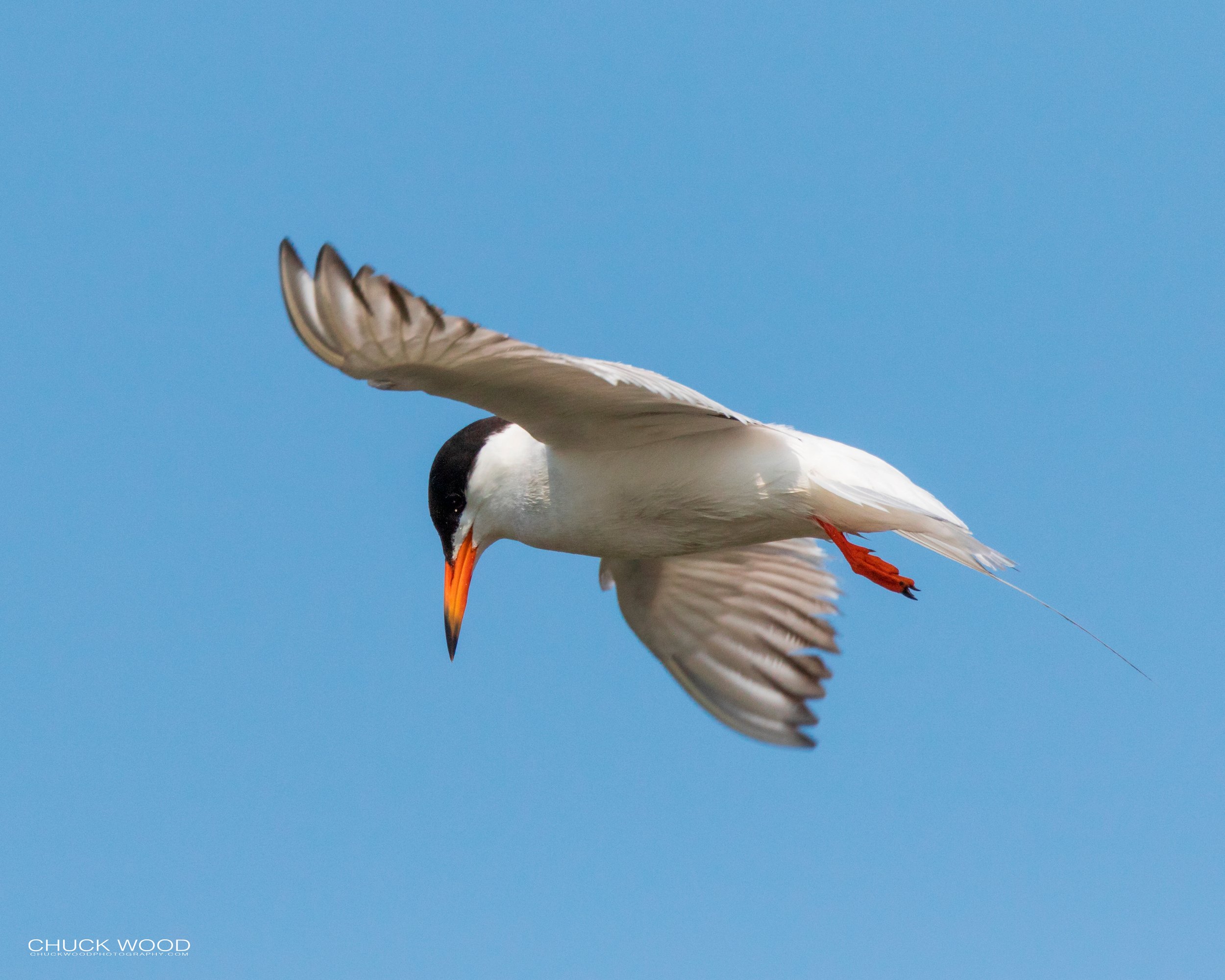  Forsythe NWR, NJ 2019 