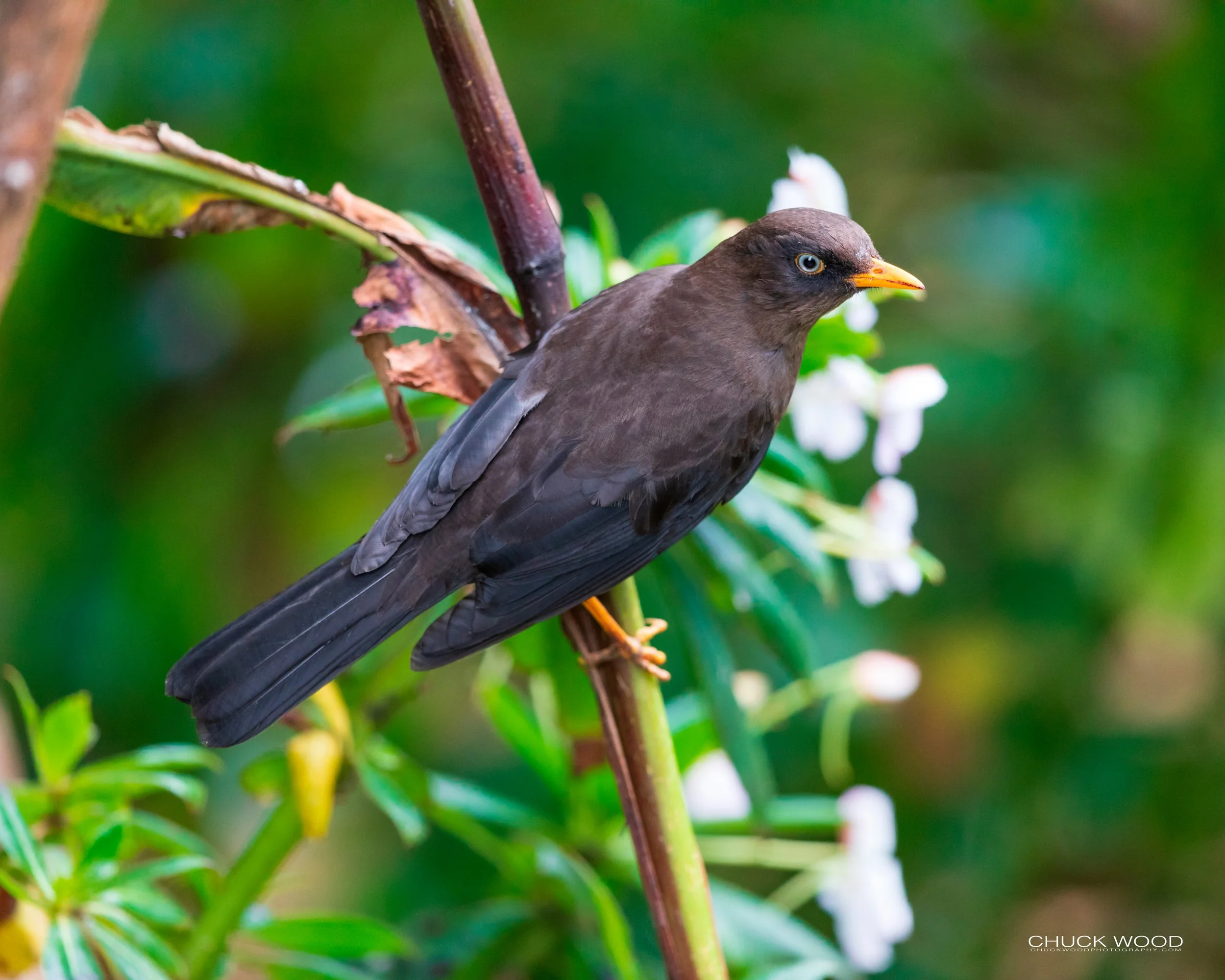  San Gerardo de Dota, Costa Rica 2020 