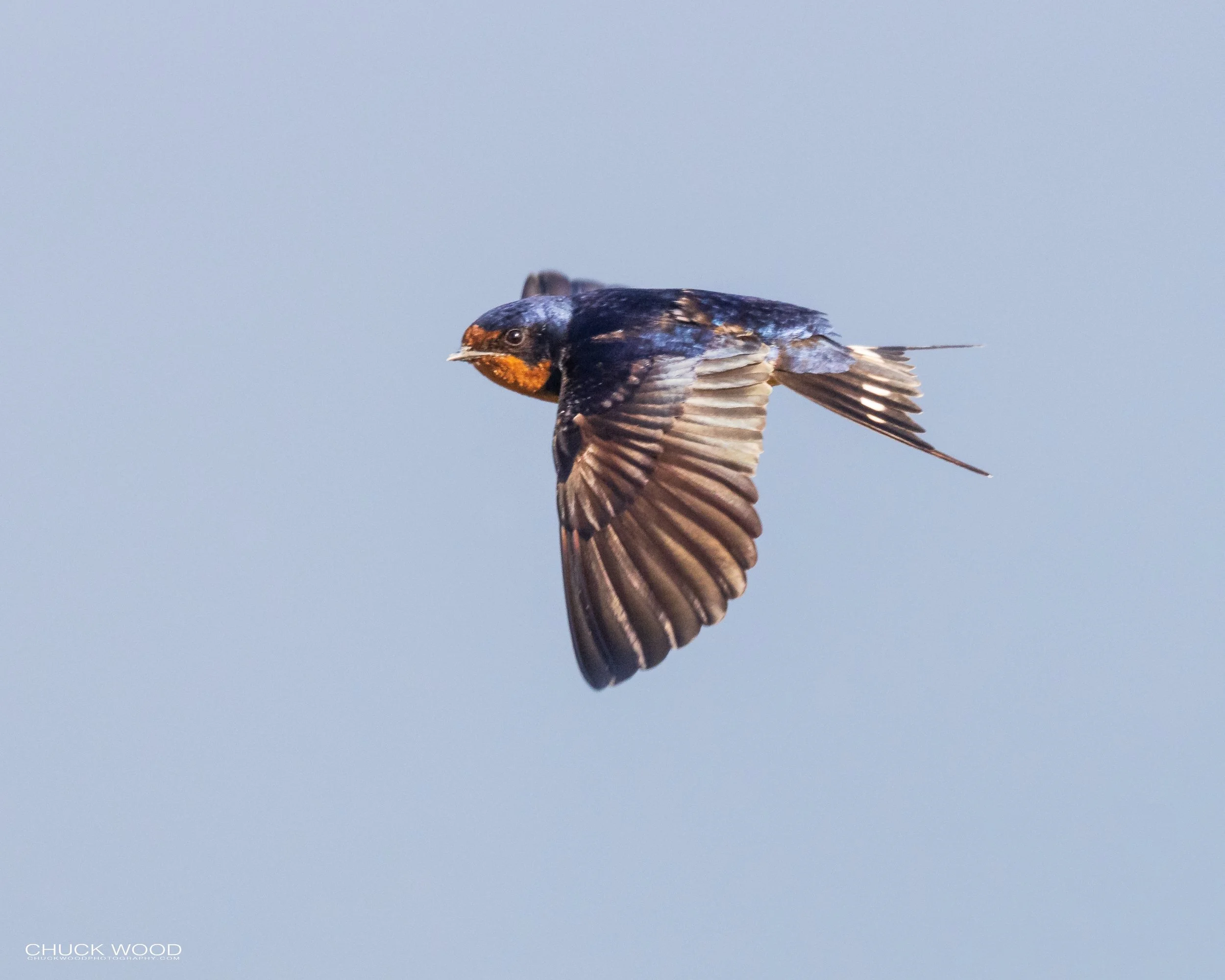  Forsythe NWR, NJ 2021 