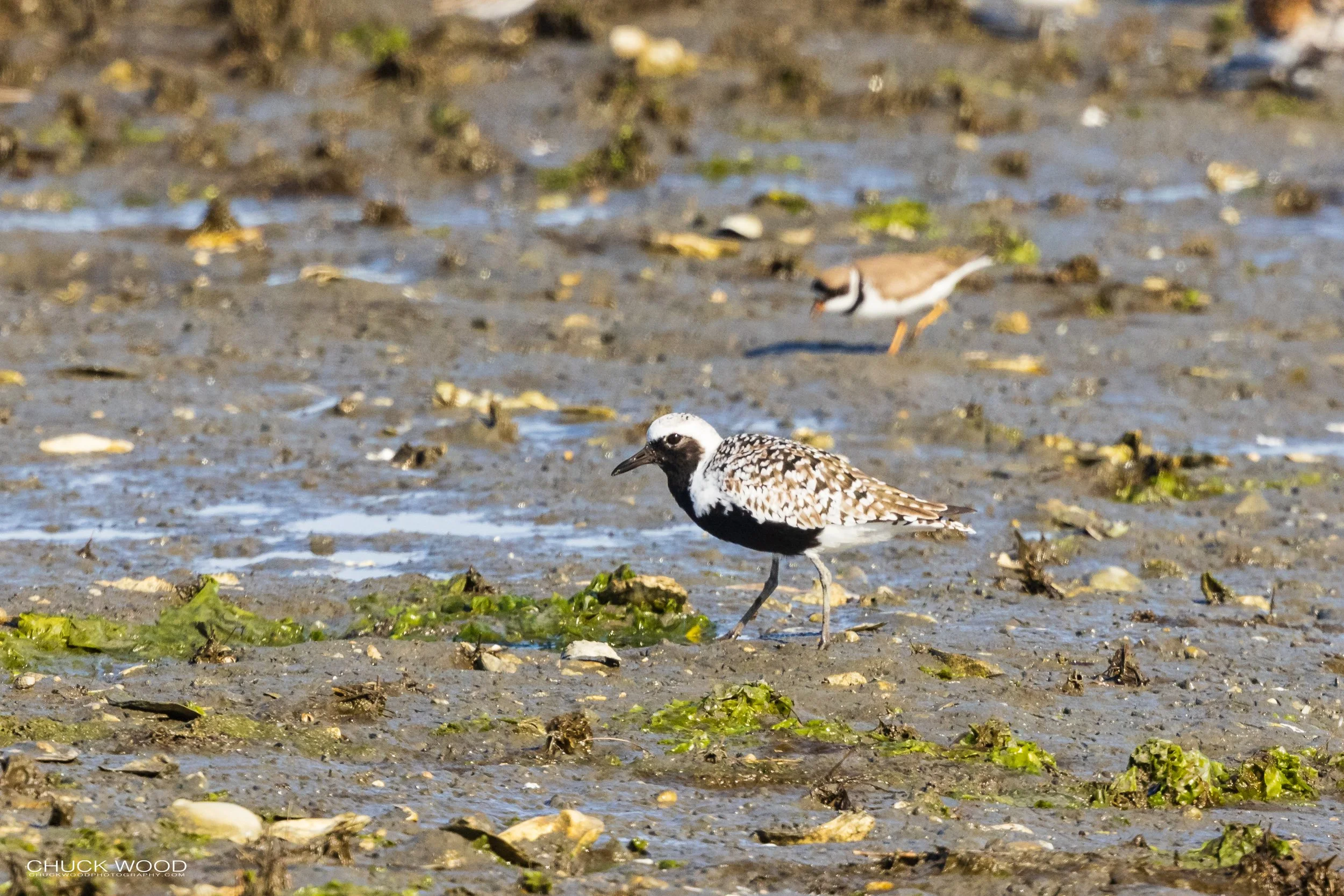  Forsythe NWR, NJ 2021 