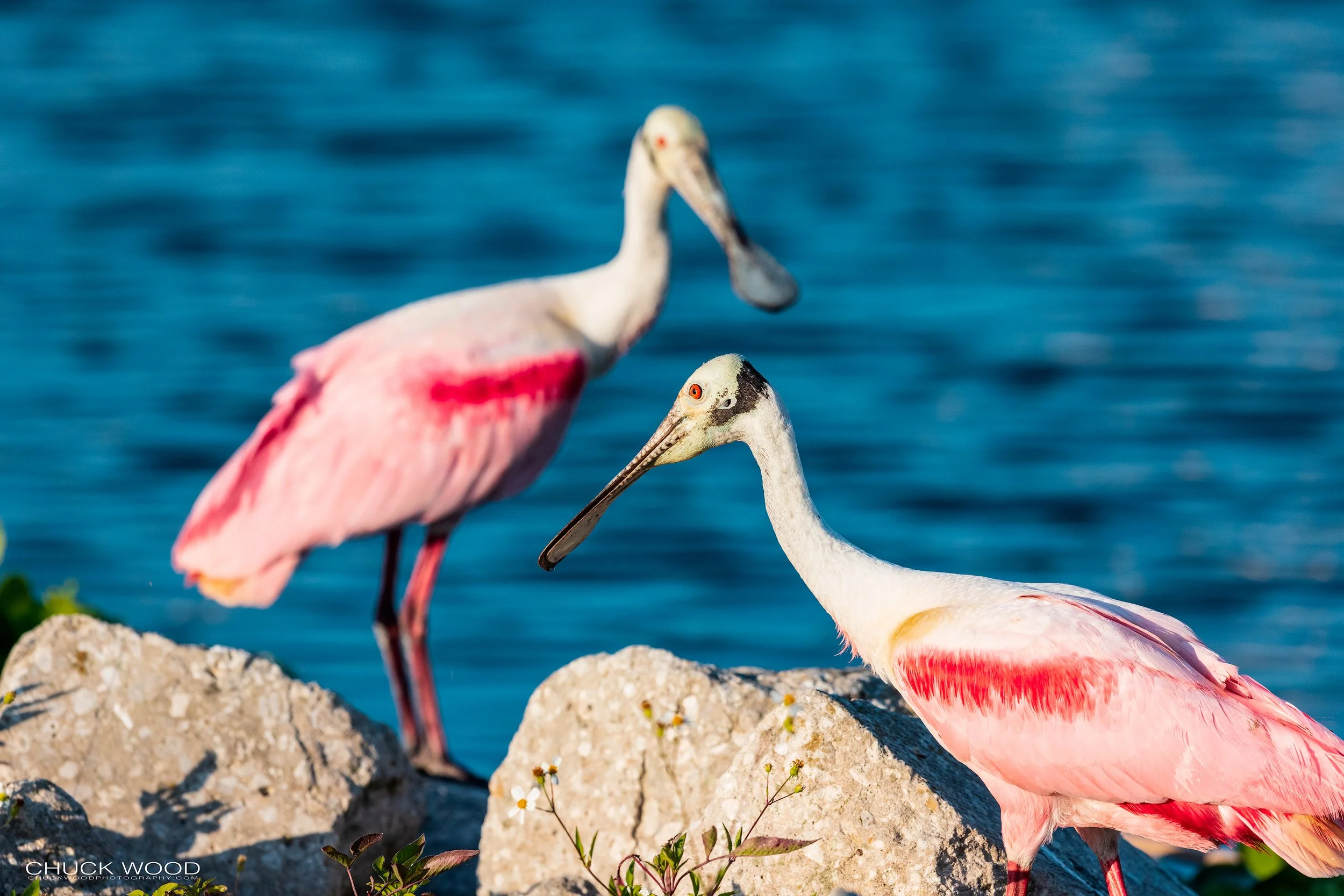  Stick Marsh, FL 2021 