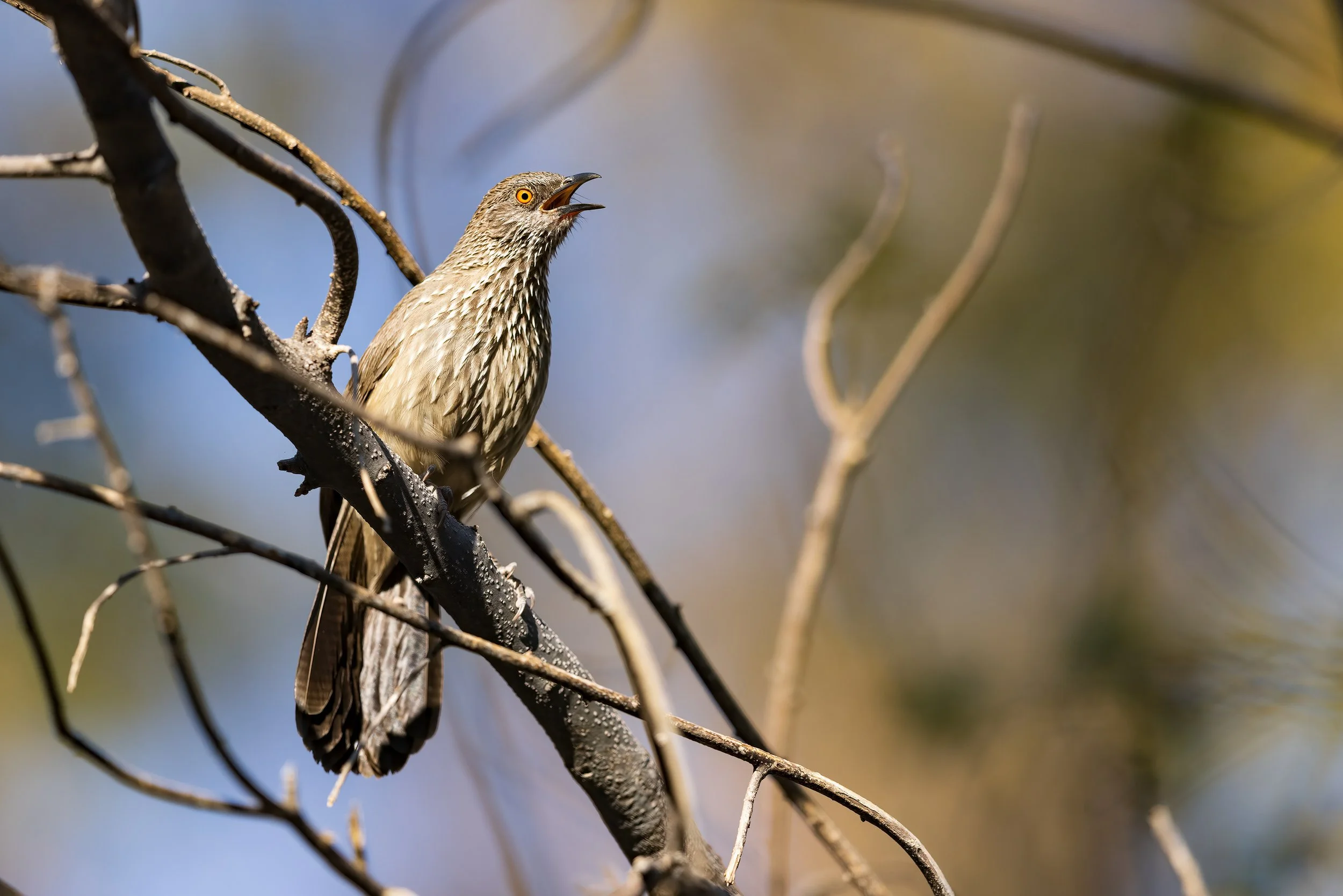  Moremi, Botswana 2023 