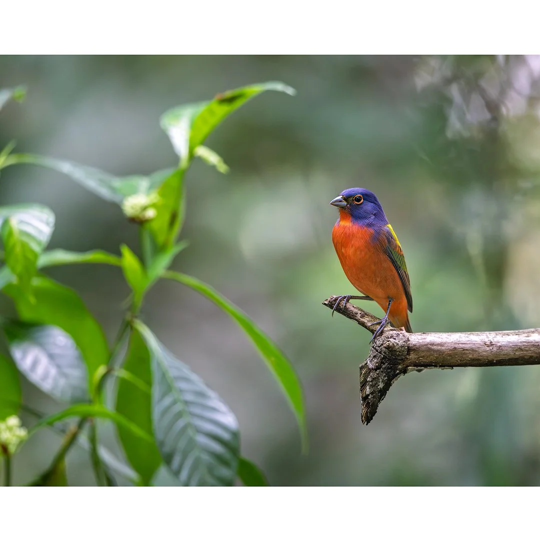 Painted Bunting, Green Cay 2022