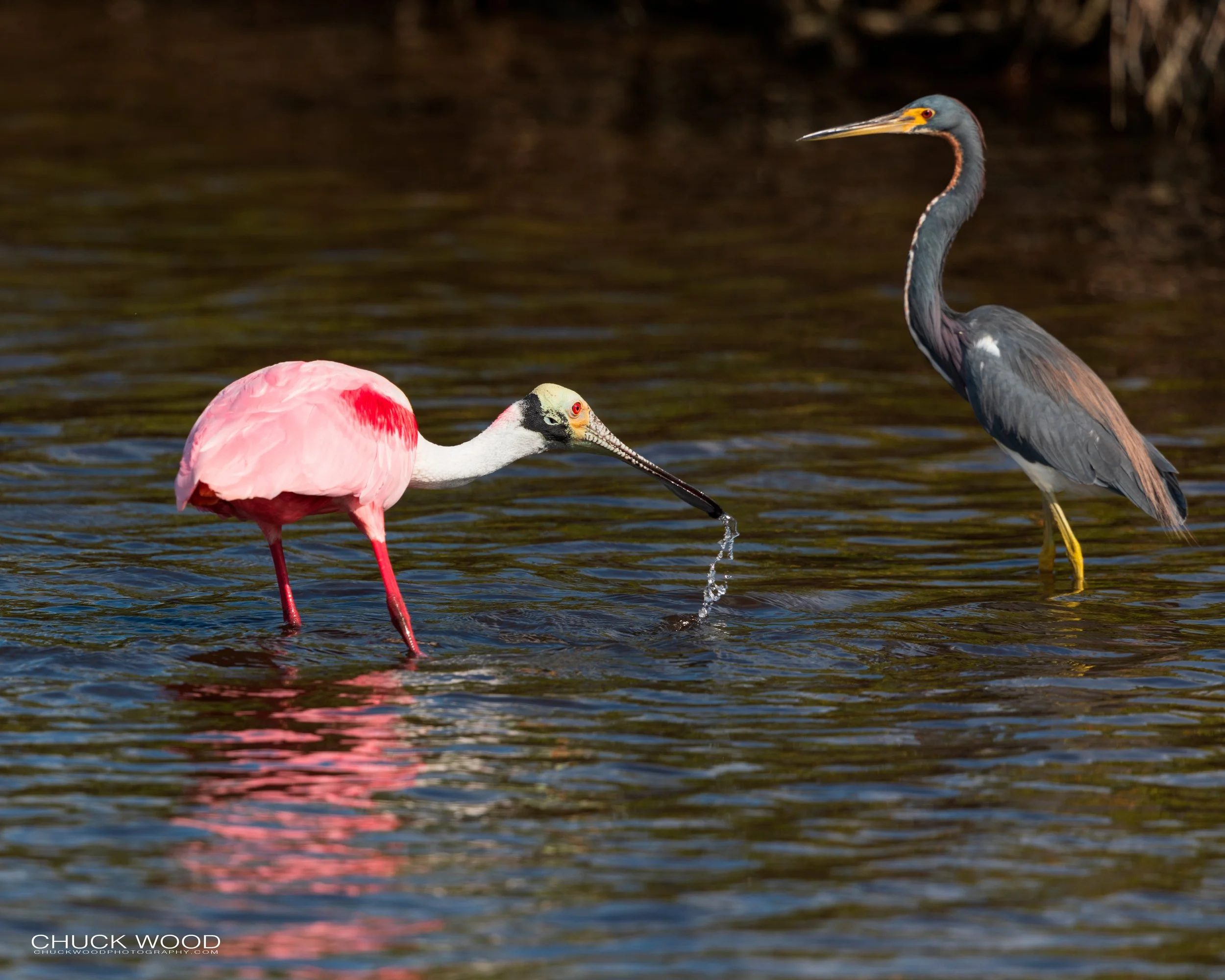  Merritt Island, FL 2020 