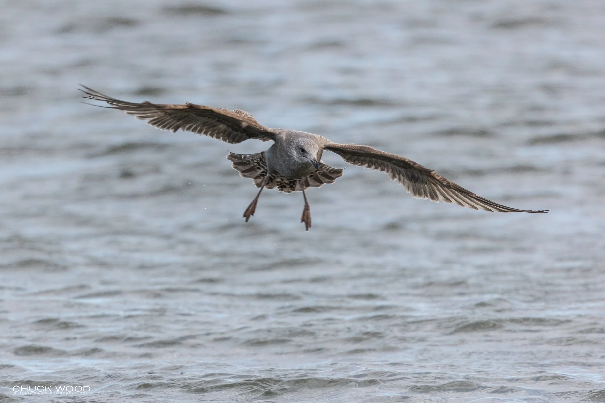  Barnegat Lighthouse, NJ 2021 