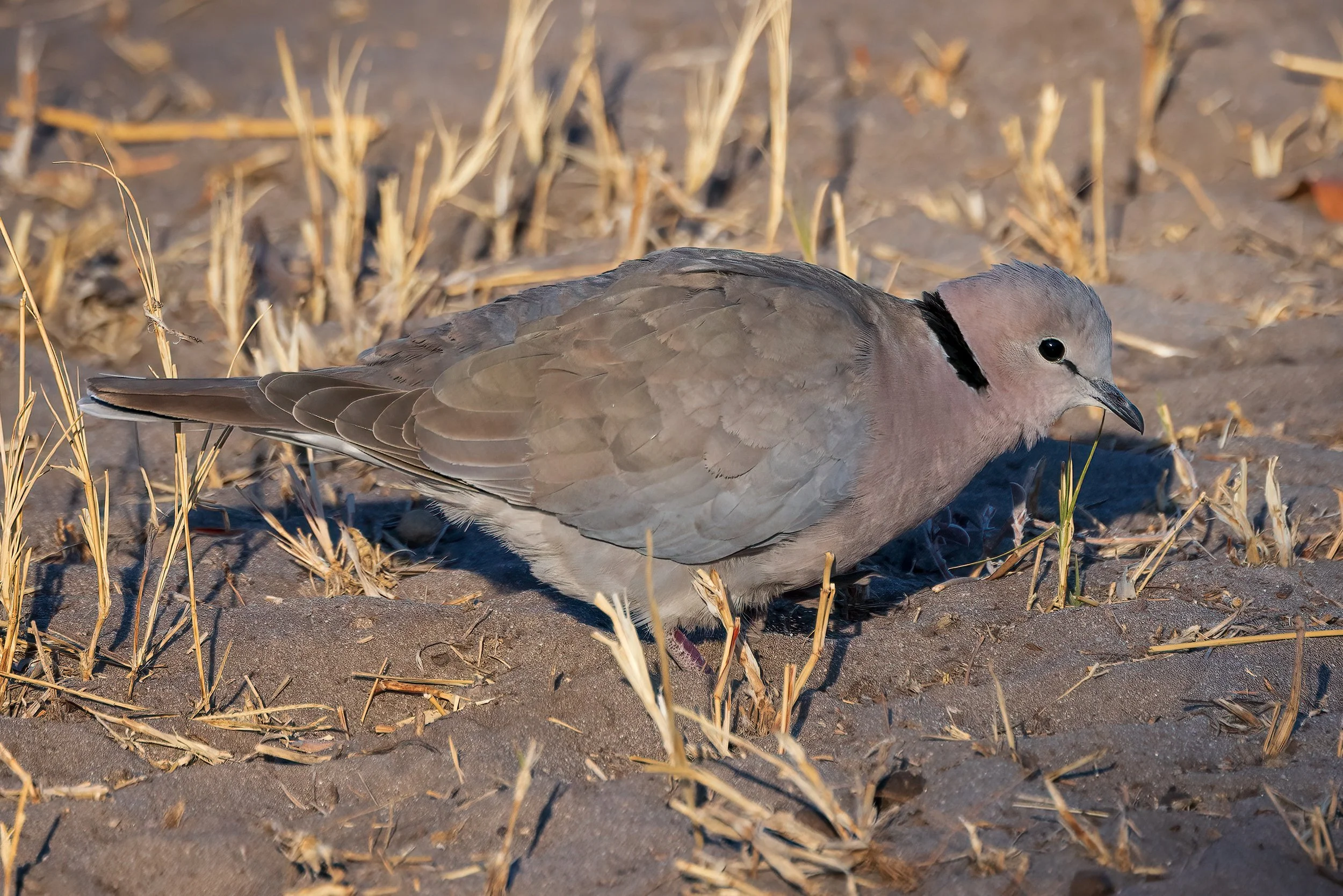  Khwai, Botswana 2023 