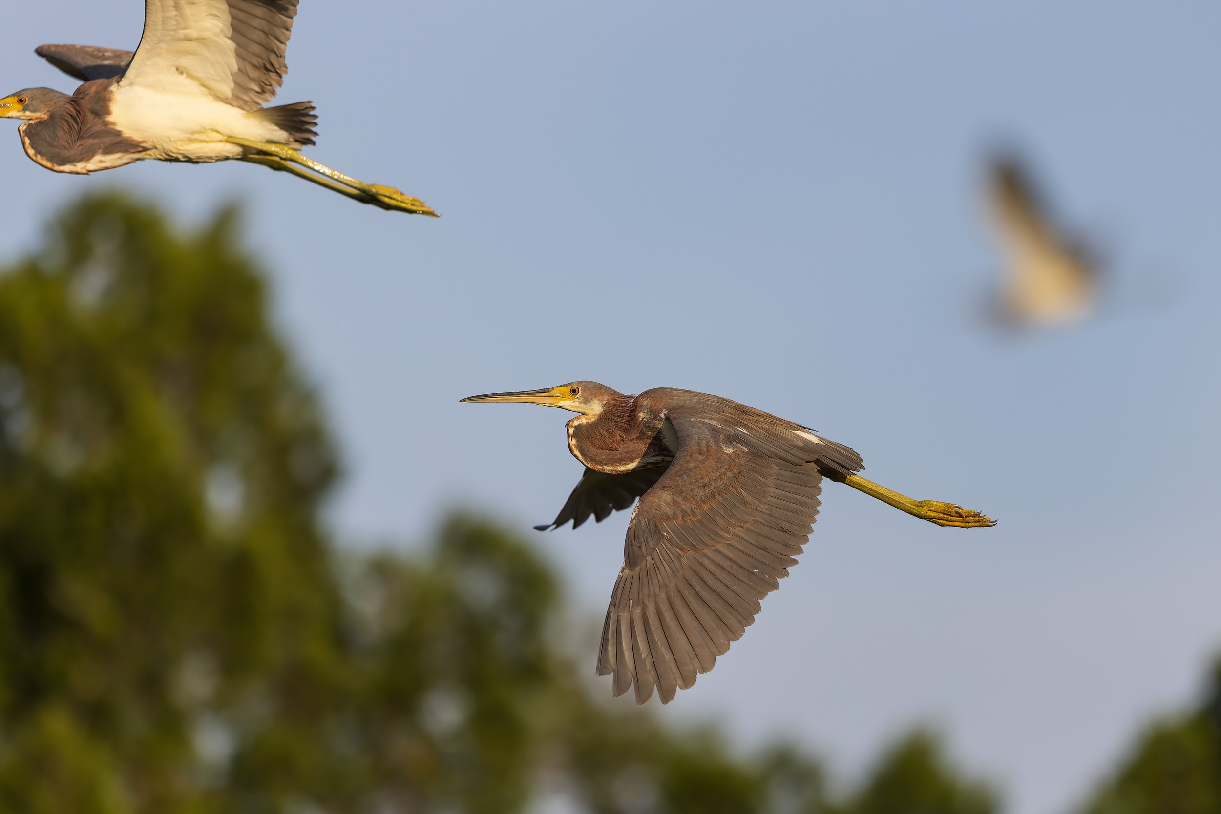  Merritt Island, FL 2023 