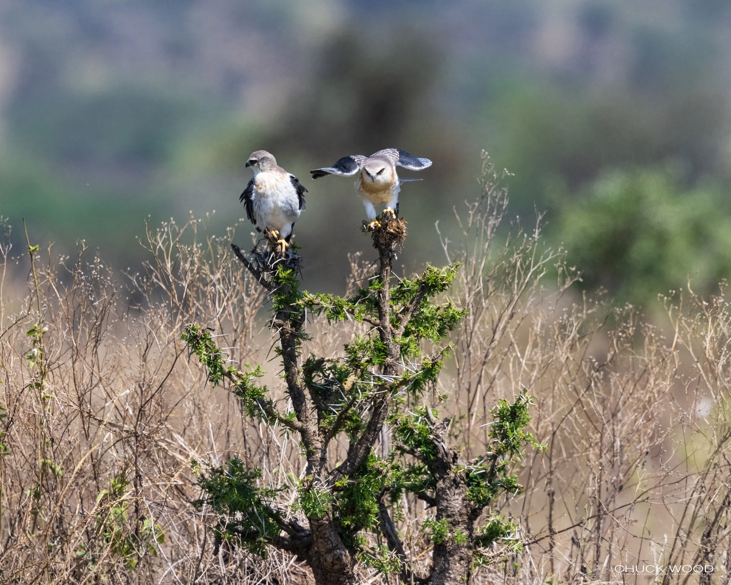  Serengeti, Tanzania 2021 