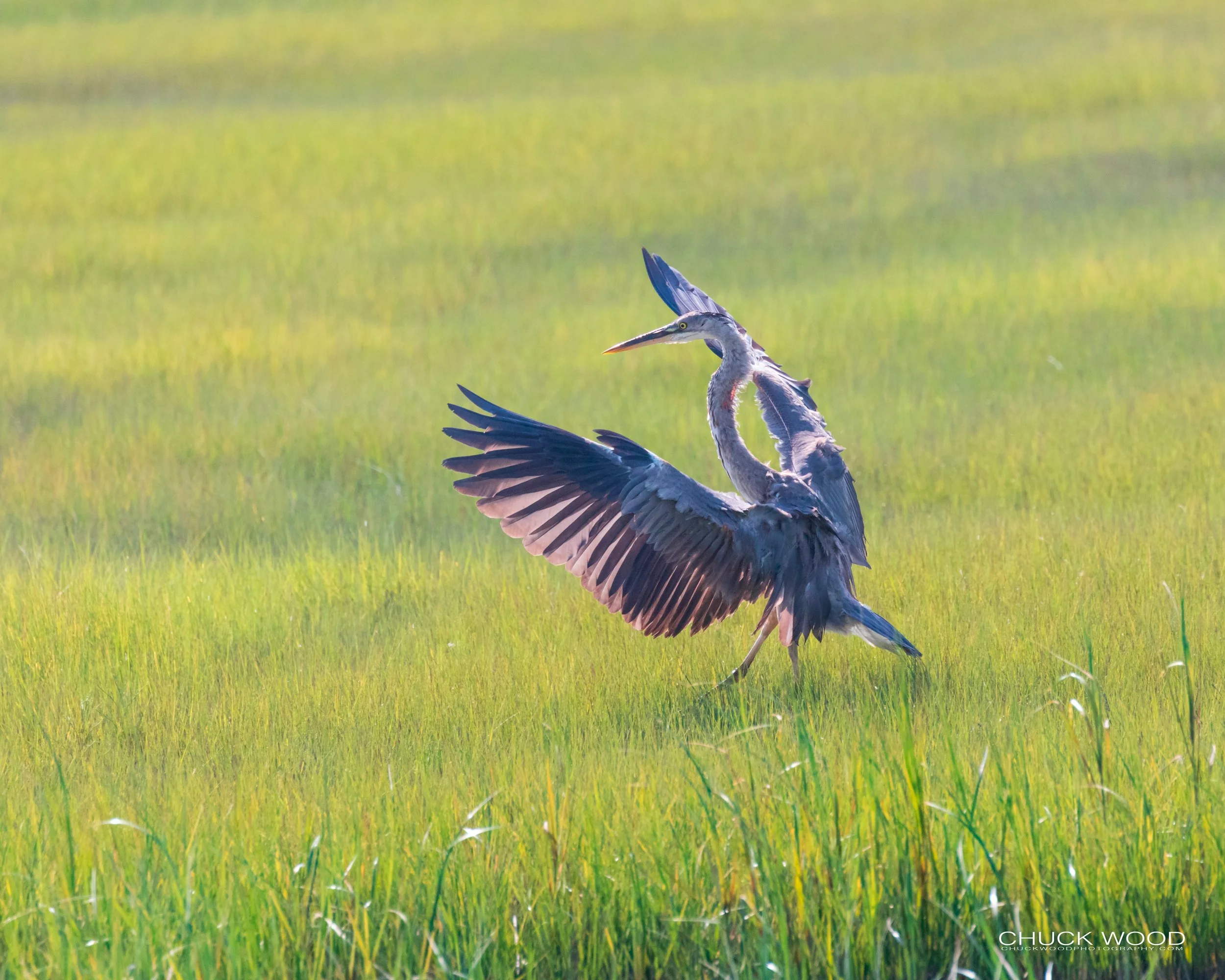  Forsythe NWR, FL 2019 