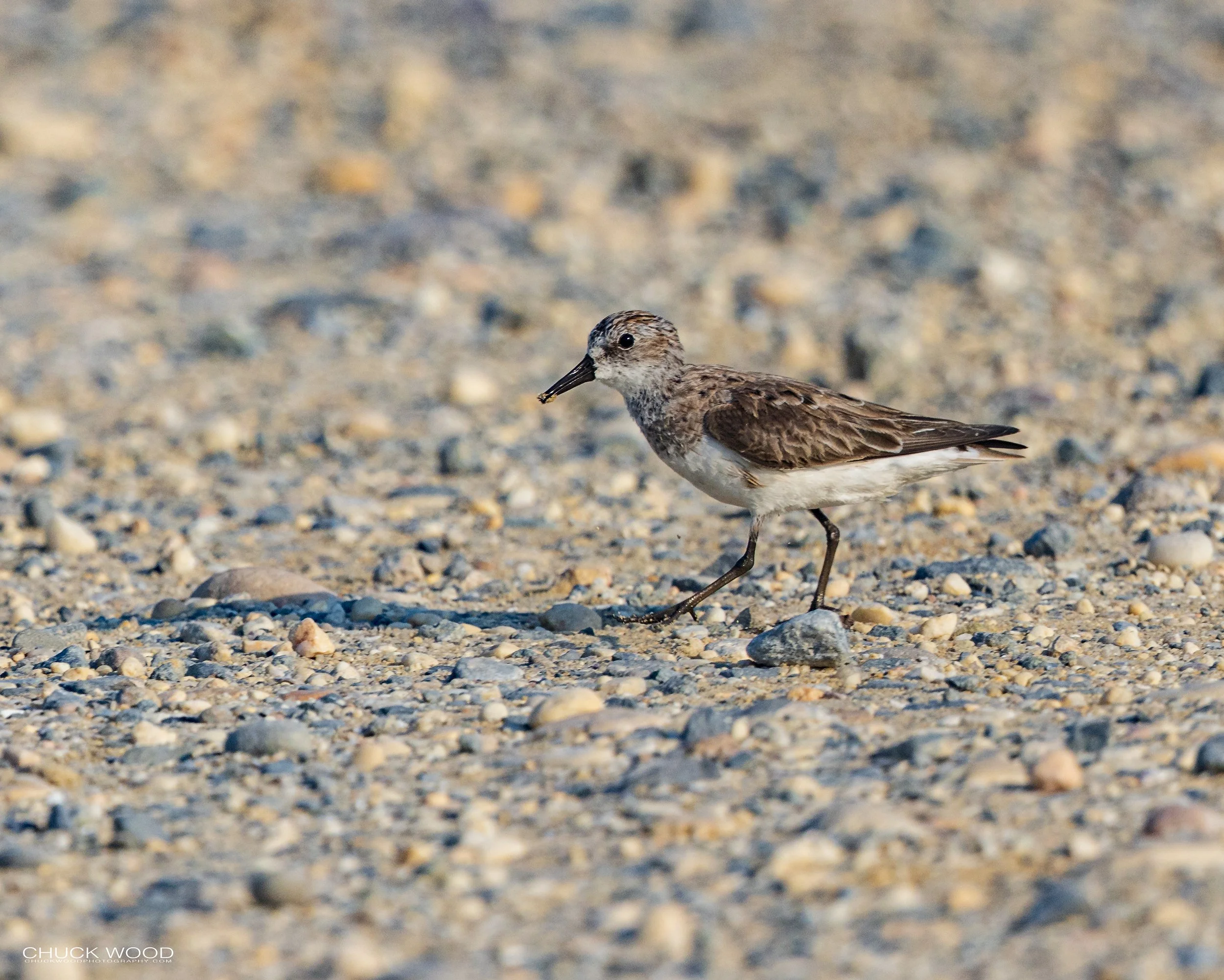  Forsythe NWR, NJ 2022 