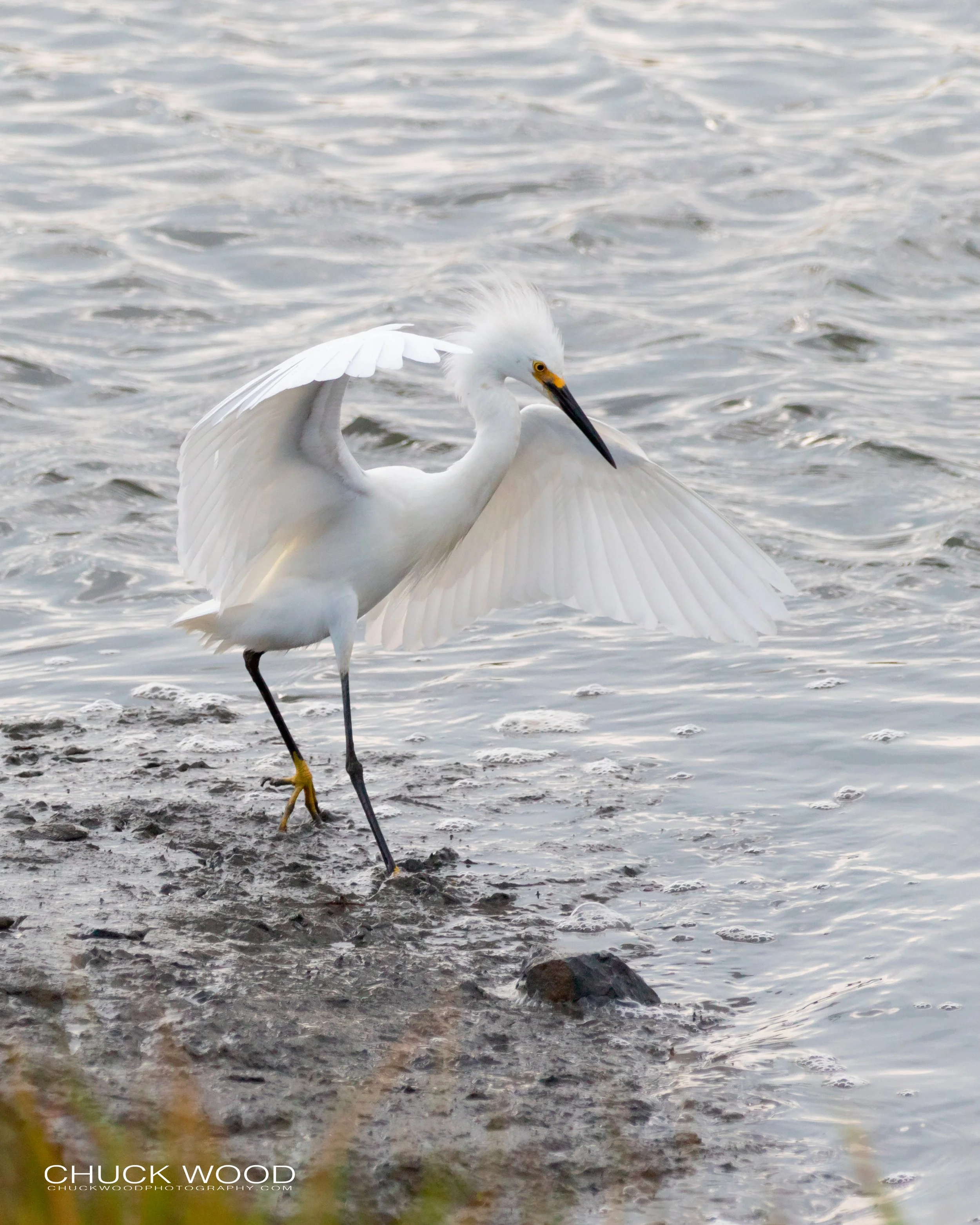  Forsythe NWR, NJ 2019 