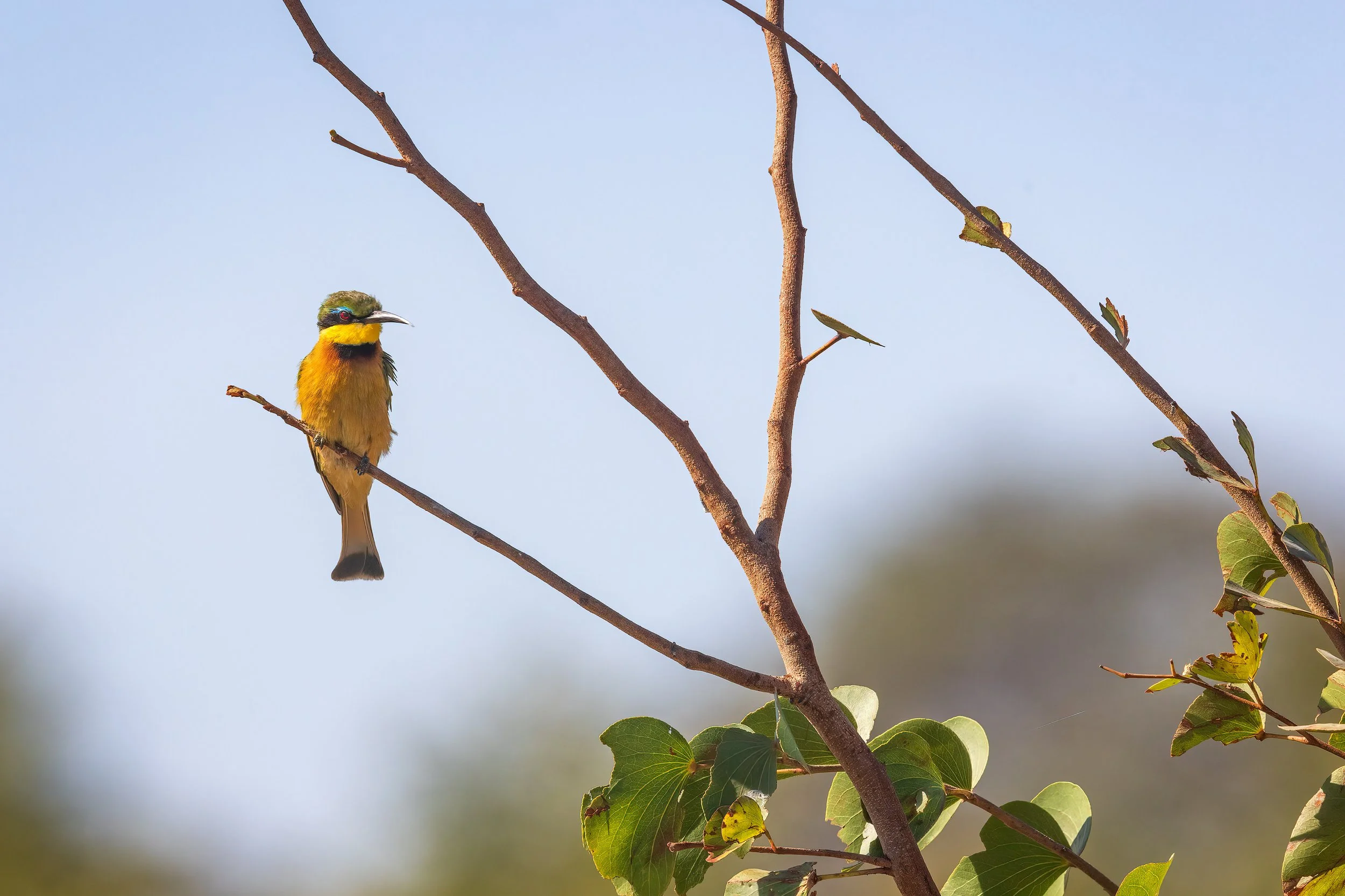  Khwai, Botswana 2023 