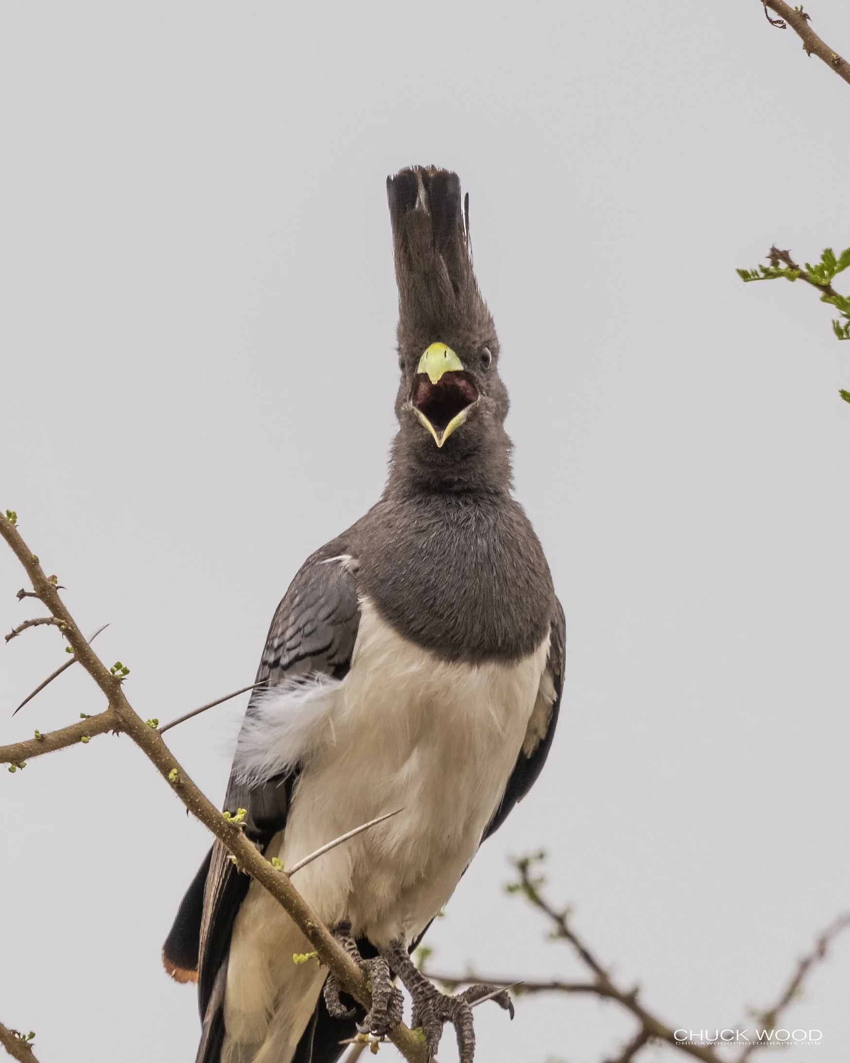  Tarangire, Tanzania 2021 