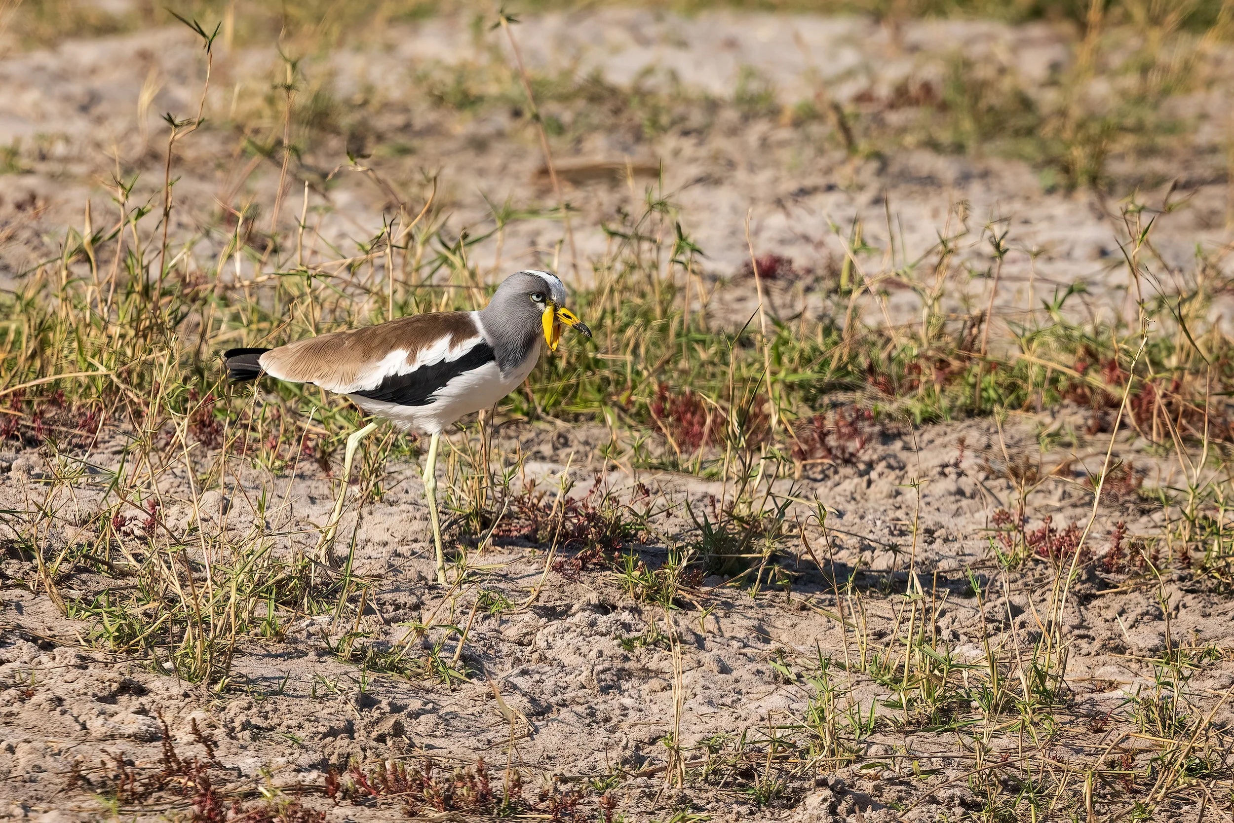  Chobe Waterfront, Botswana 2023 
