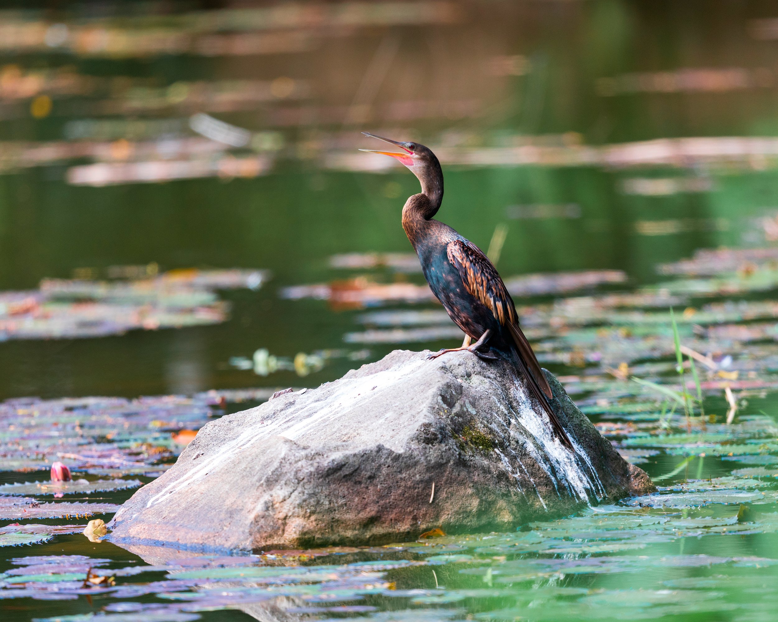  CATIE, Costa Rica 2020 