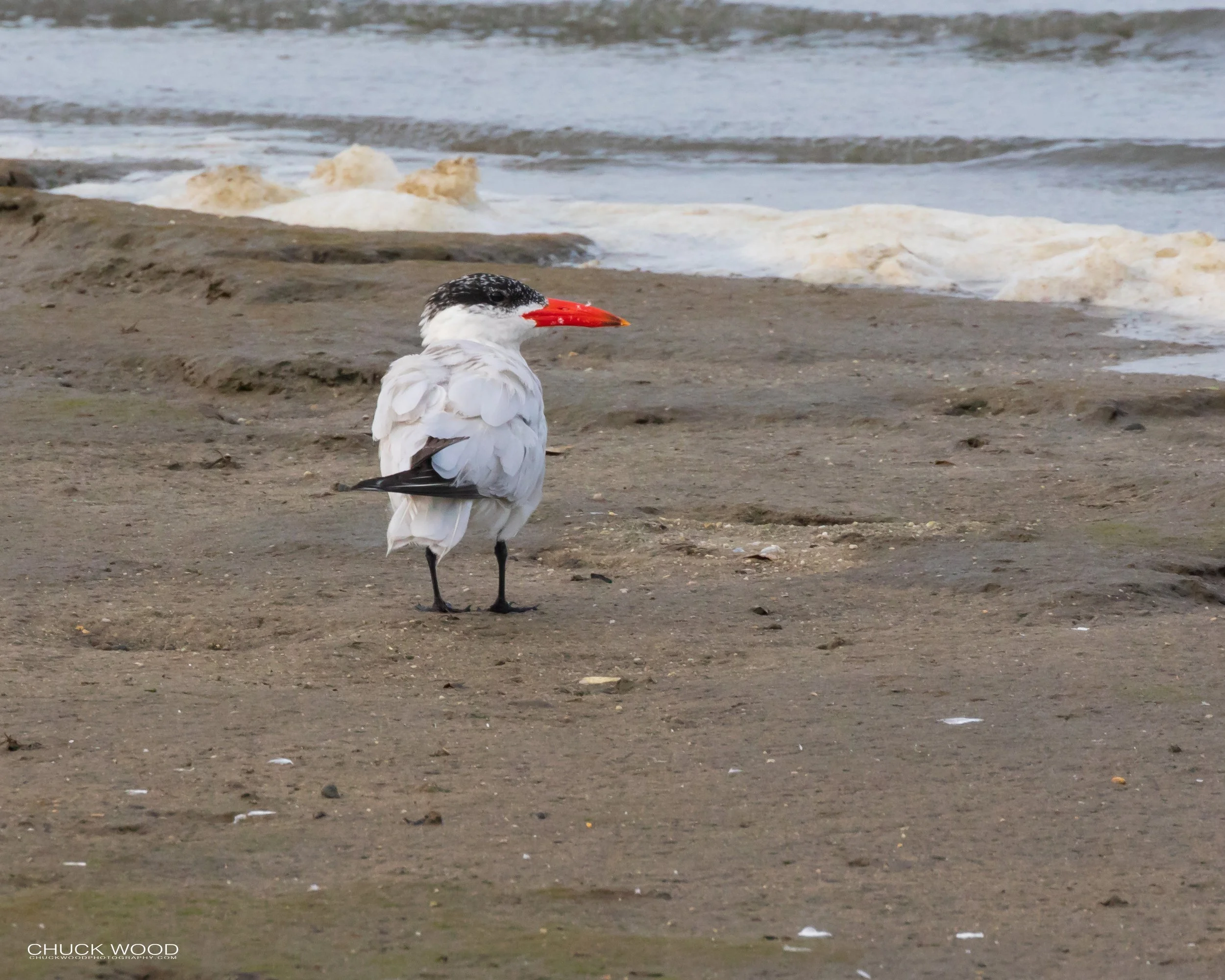  Forsythe NWR, NJ 2019 