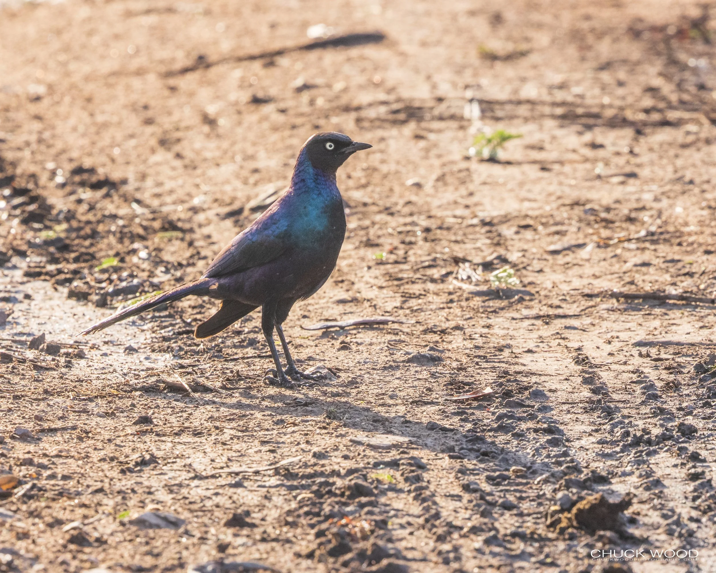  Serengeti, Tanzania 2021 