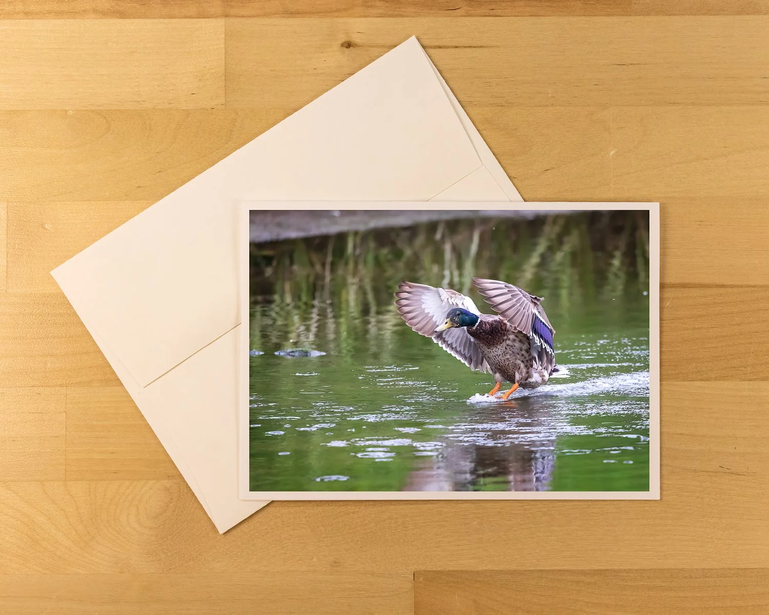 Mallard-DeKorte-Product-Shot-1500.jpg