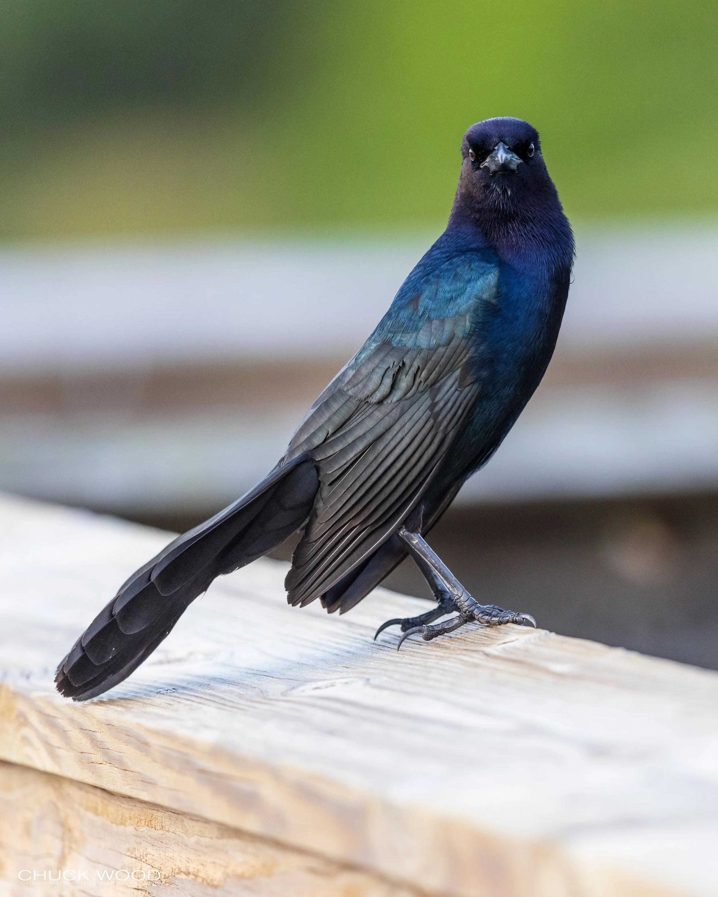  Wakodahatchee, FL 2021 