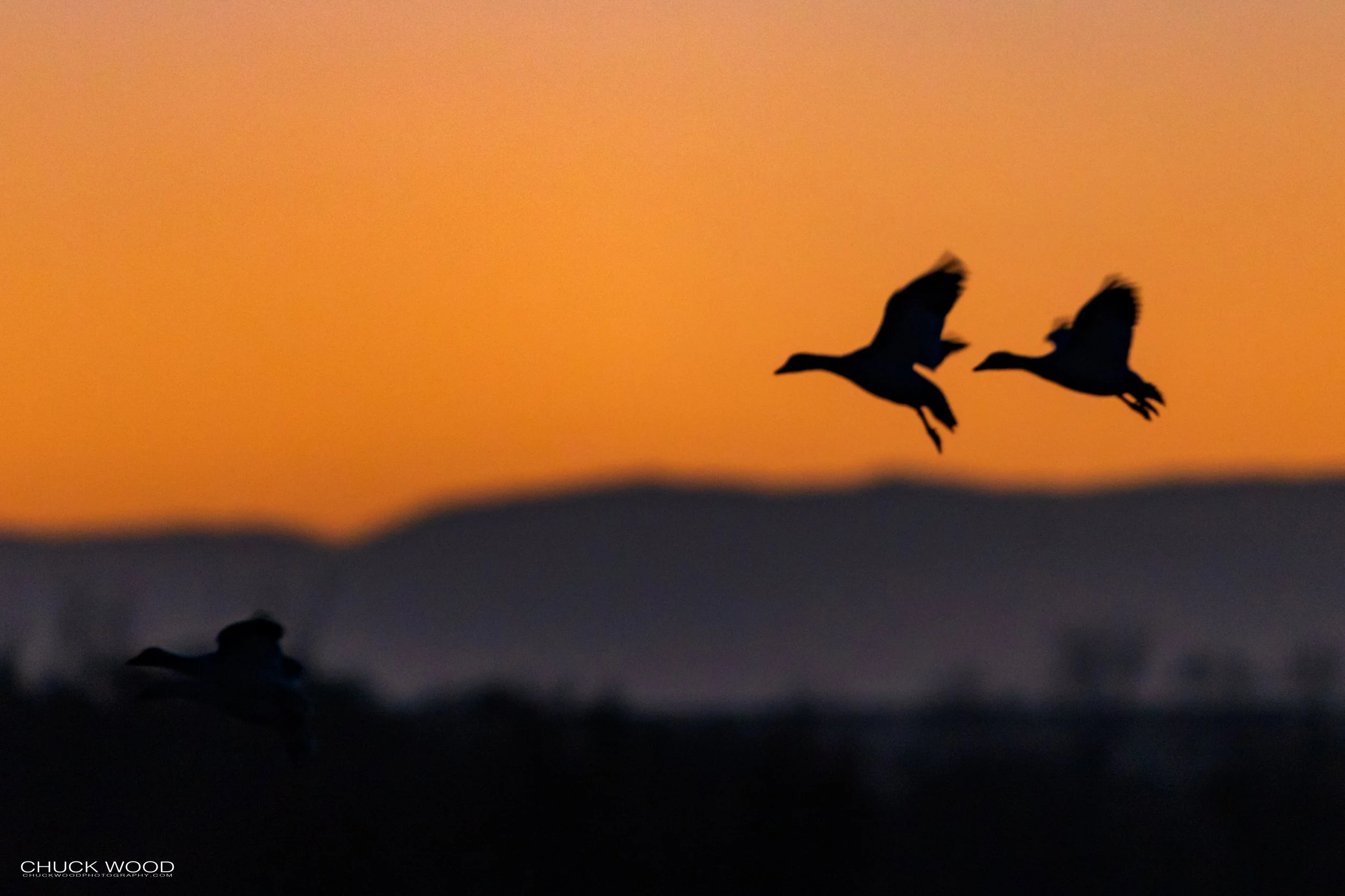  Bosque del Apache, NM 2021 