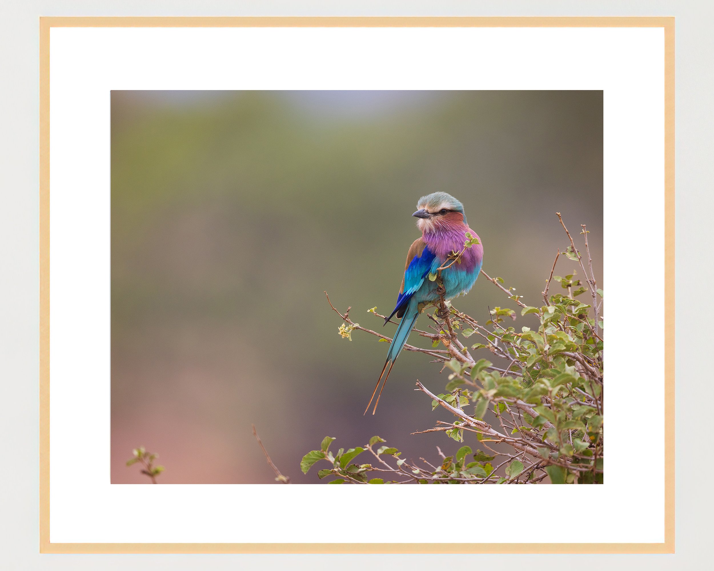 Lilac-breasted-Roller-4x5-frame-landscape-maple-WB.jpg