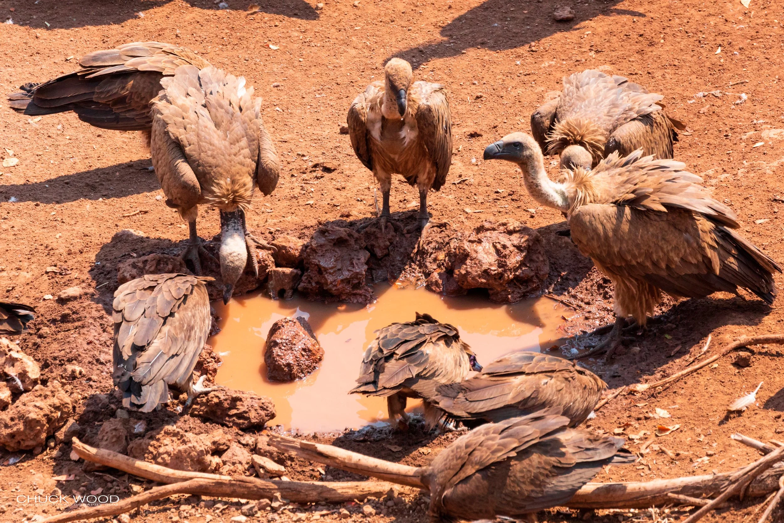  Victoria Falls, Zimbabwe 2019 