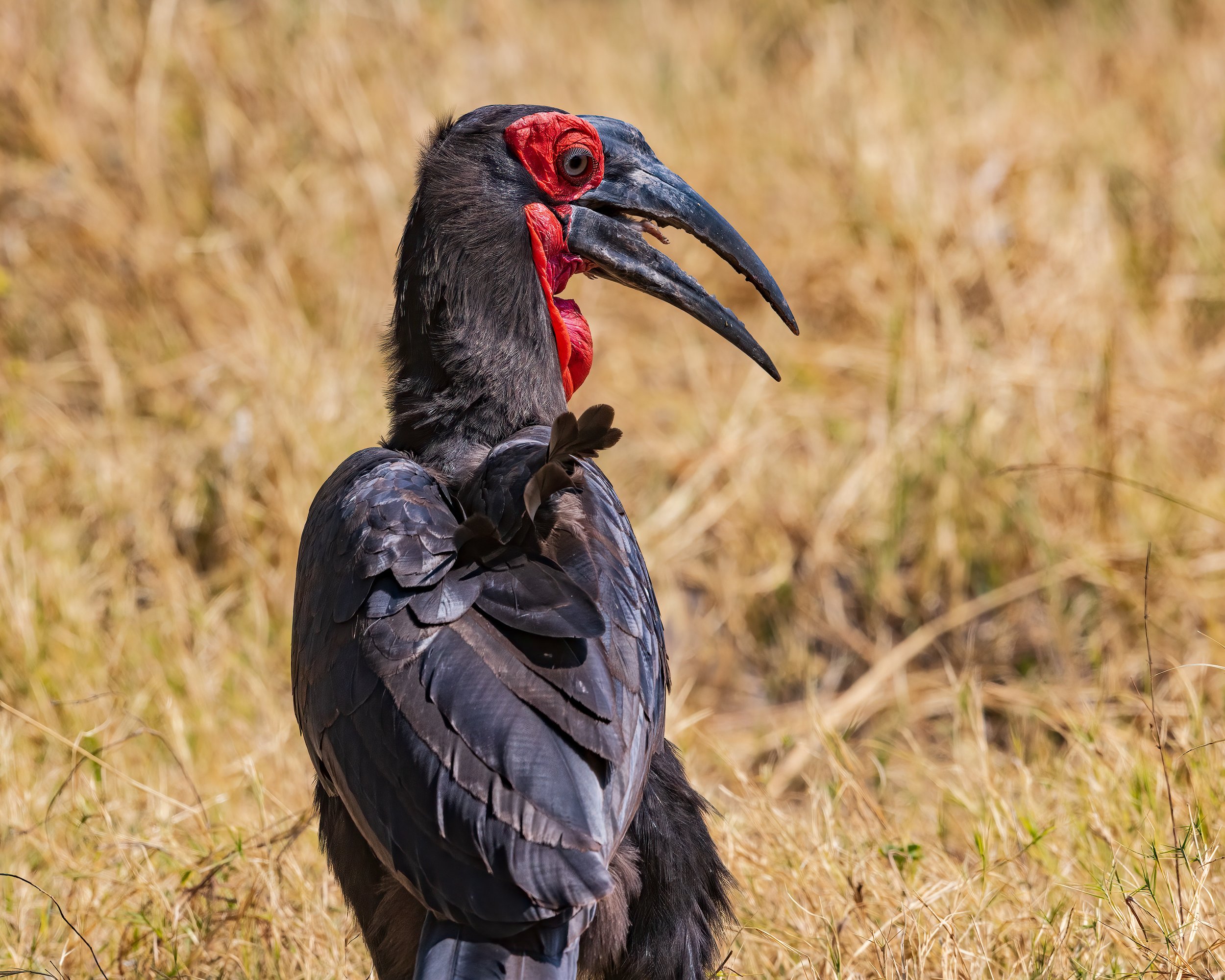  Khwai, Botswana 2023 