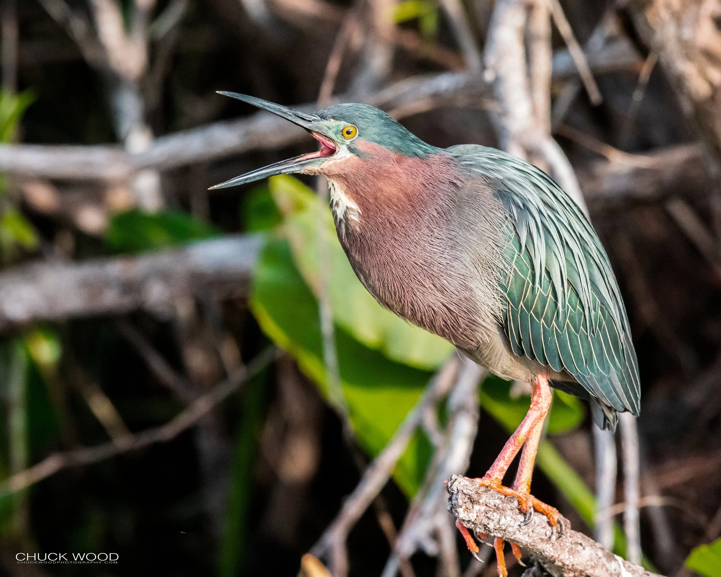  Anhinga Trail, FL 2021 