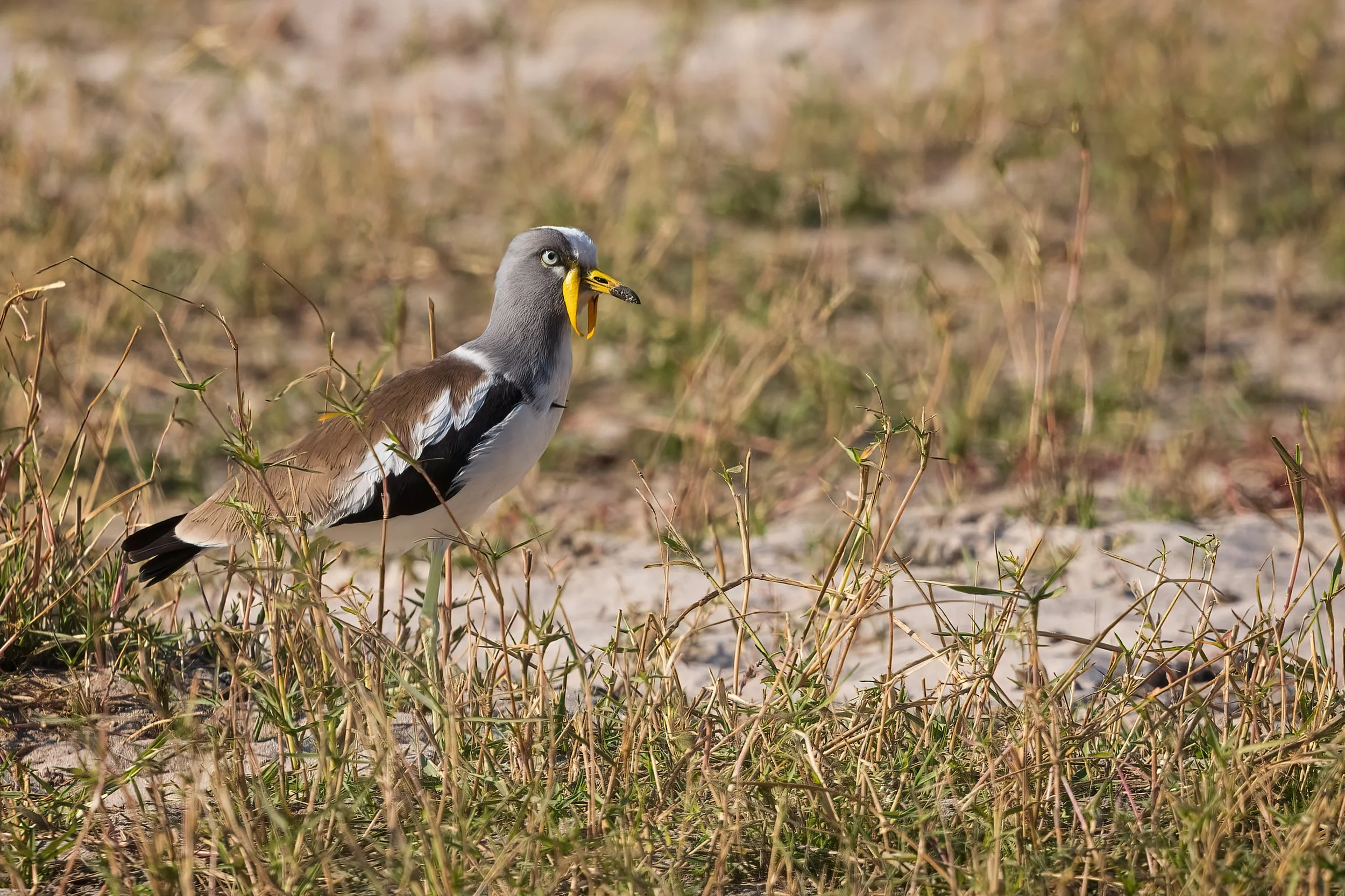  Chobe Waterfront, Botswana 2023 