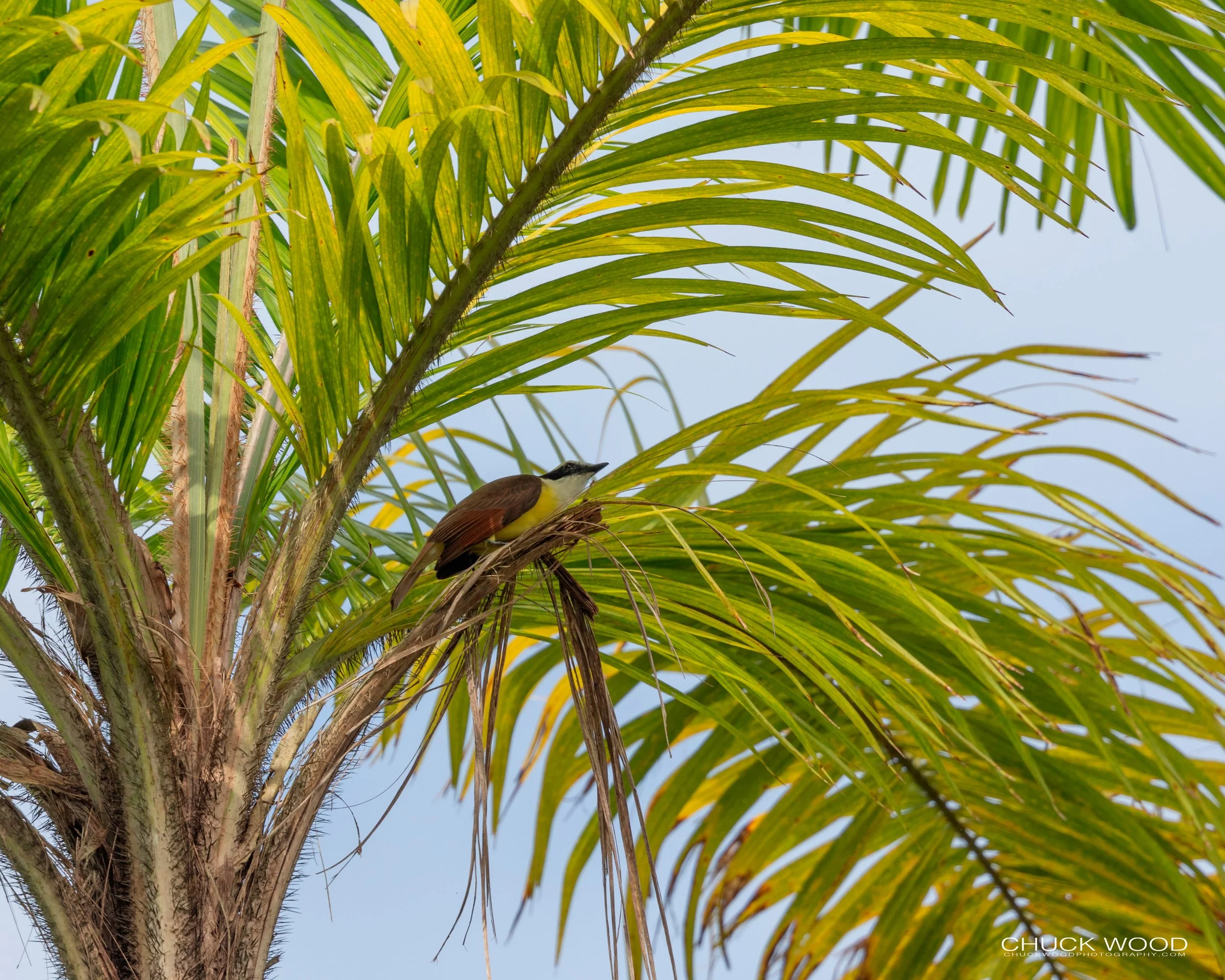  CATIE, Costa Rica 2020 I/ 