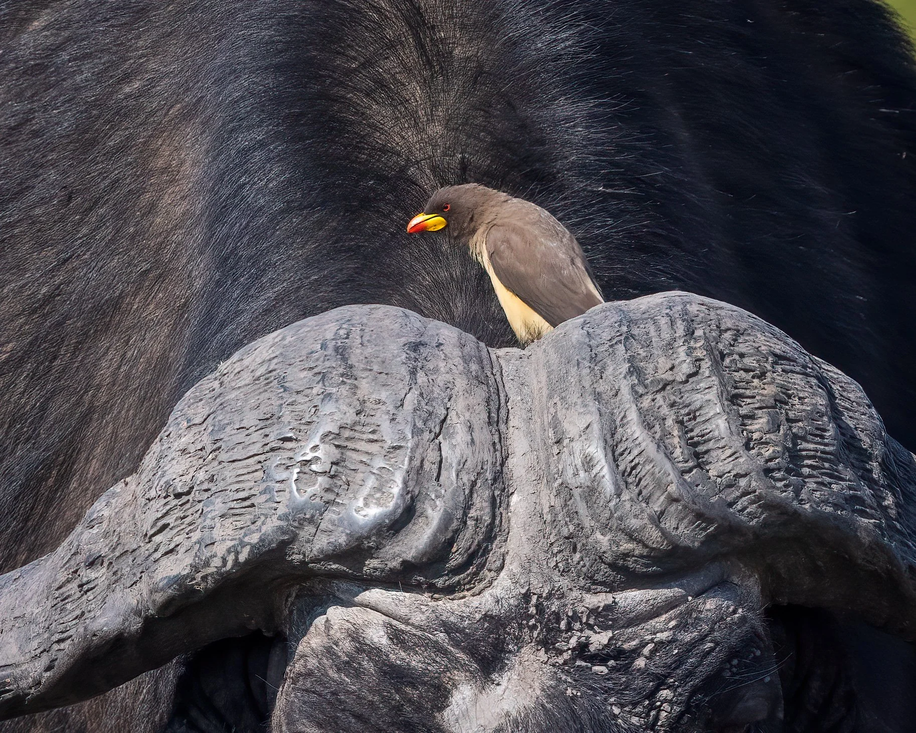  Chobe River, Botswana 2023 