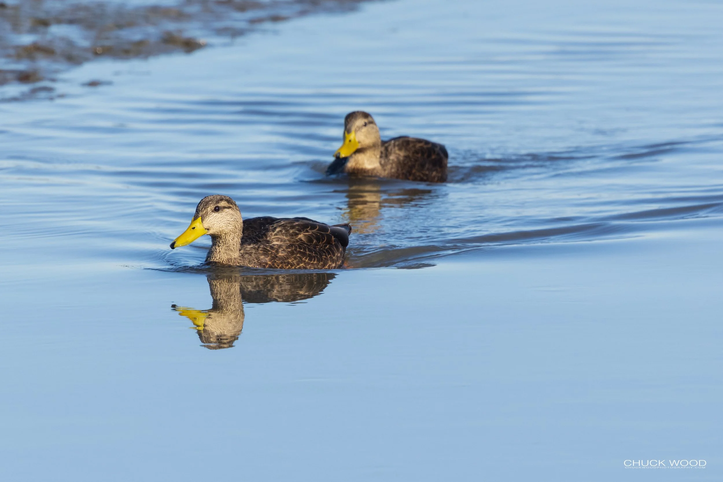  Forsythe NWR, NJ 2019 