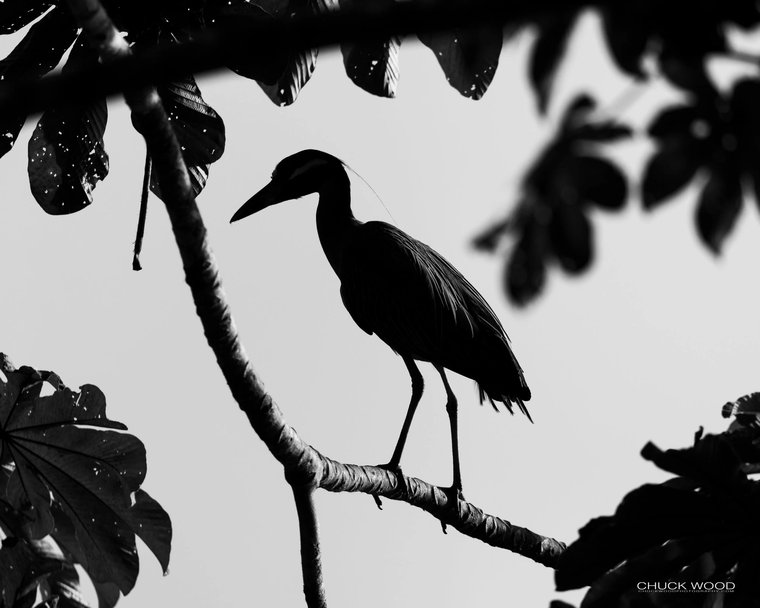  Embalse Angostura, Costa Rica 2020 
