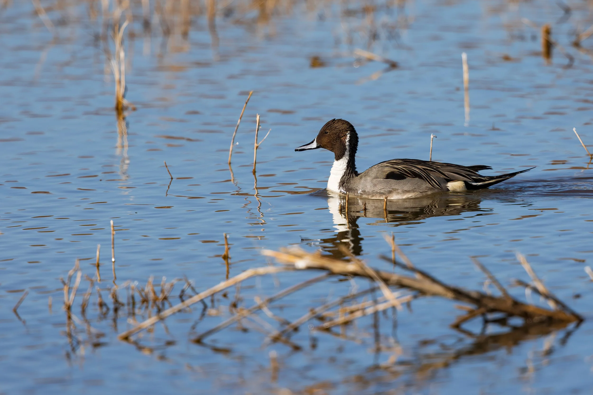  Bosque del Apache, NM 2023 