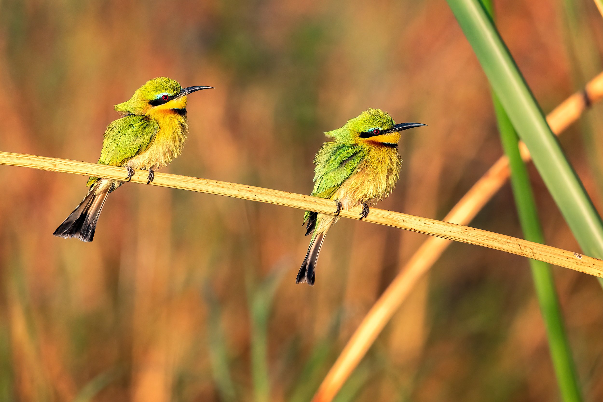  Chobe River, Botswana 2023 