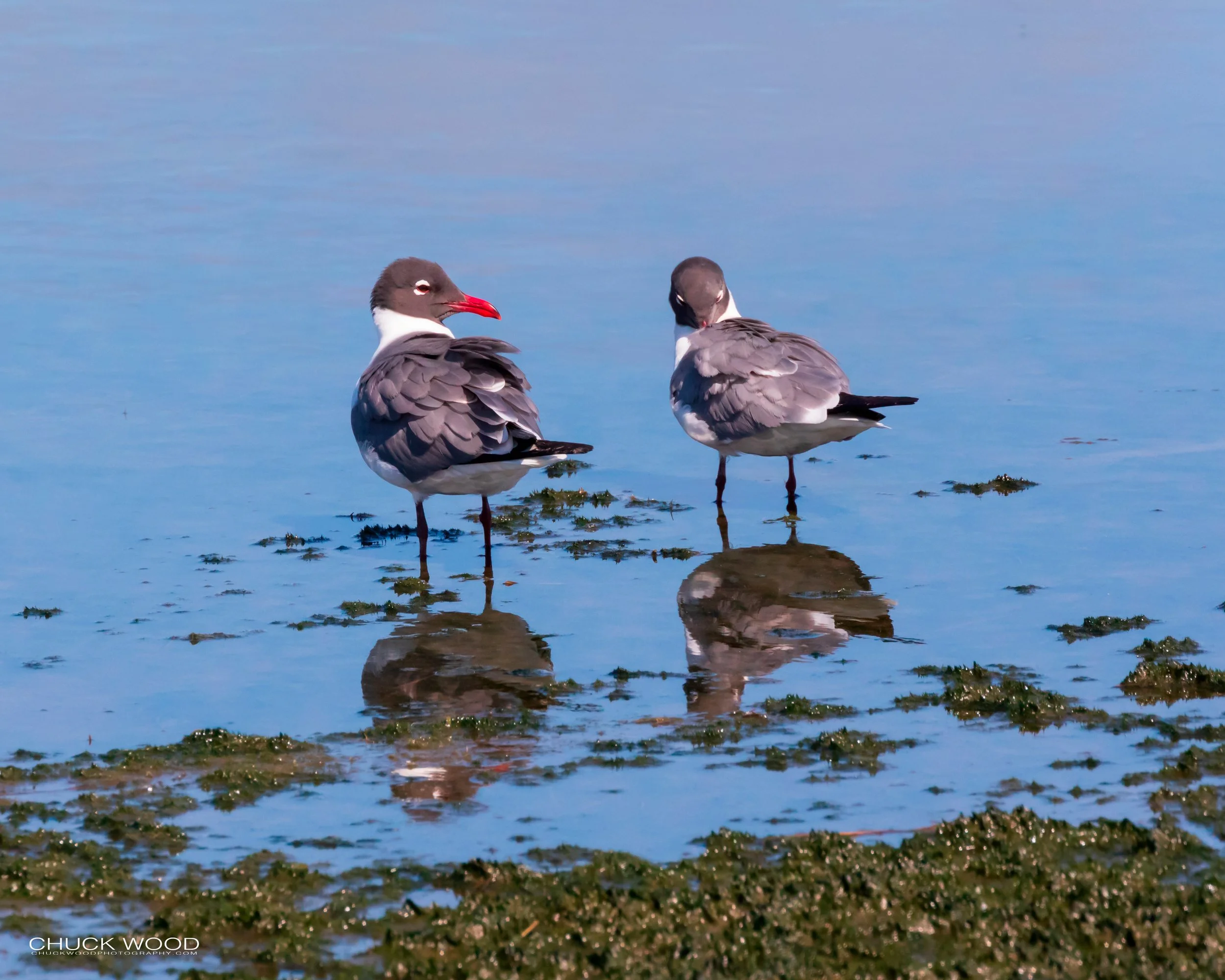  Forsythe NWR, NJ 2019 