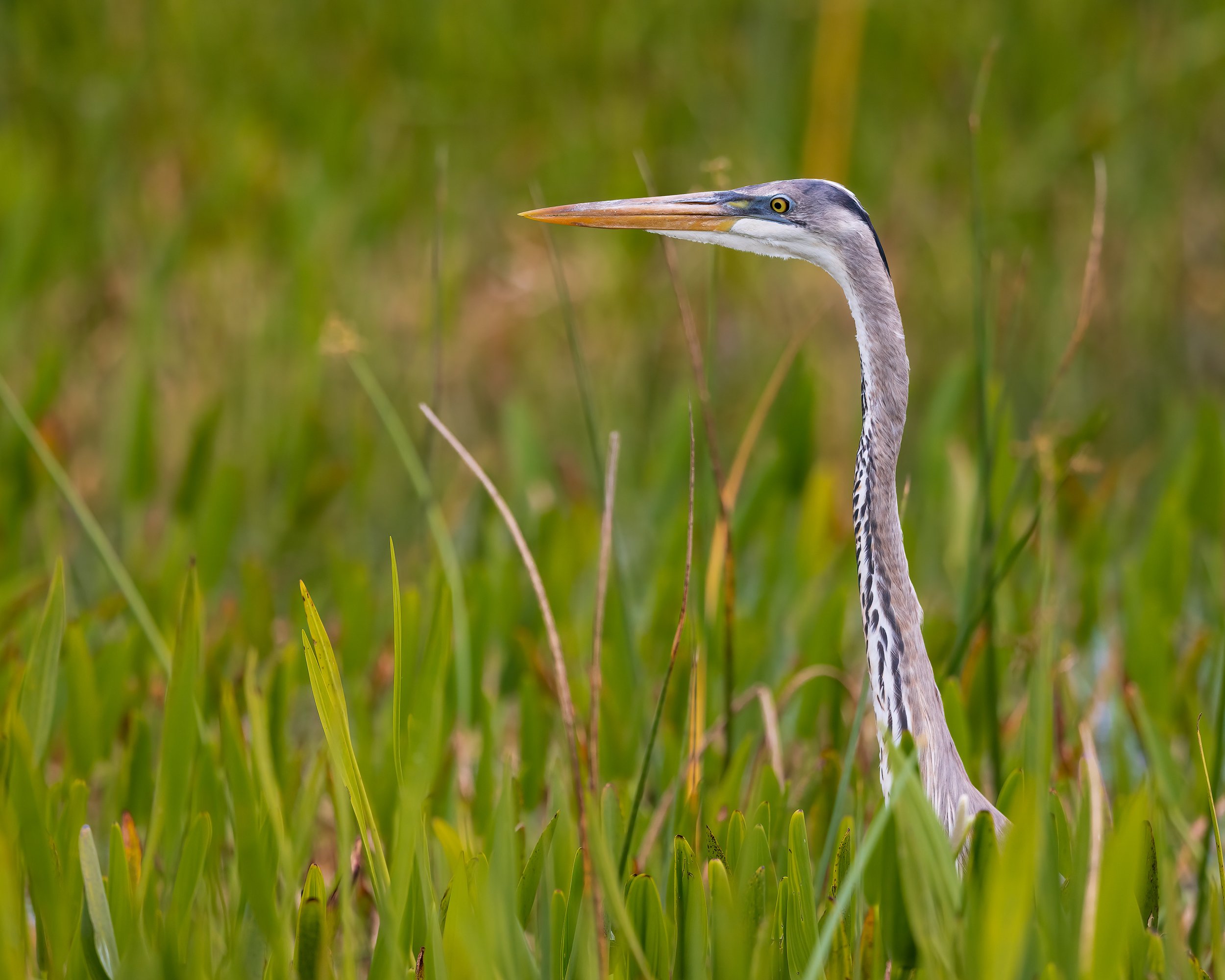  Viera Wetlands, FL 2023 