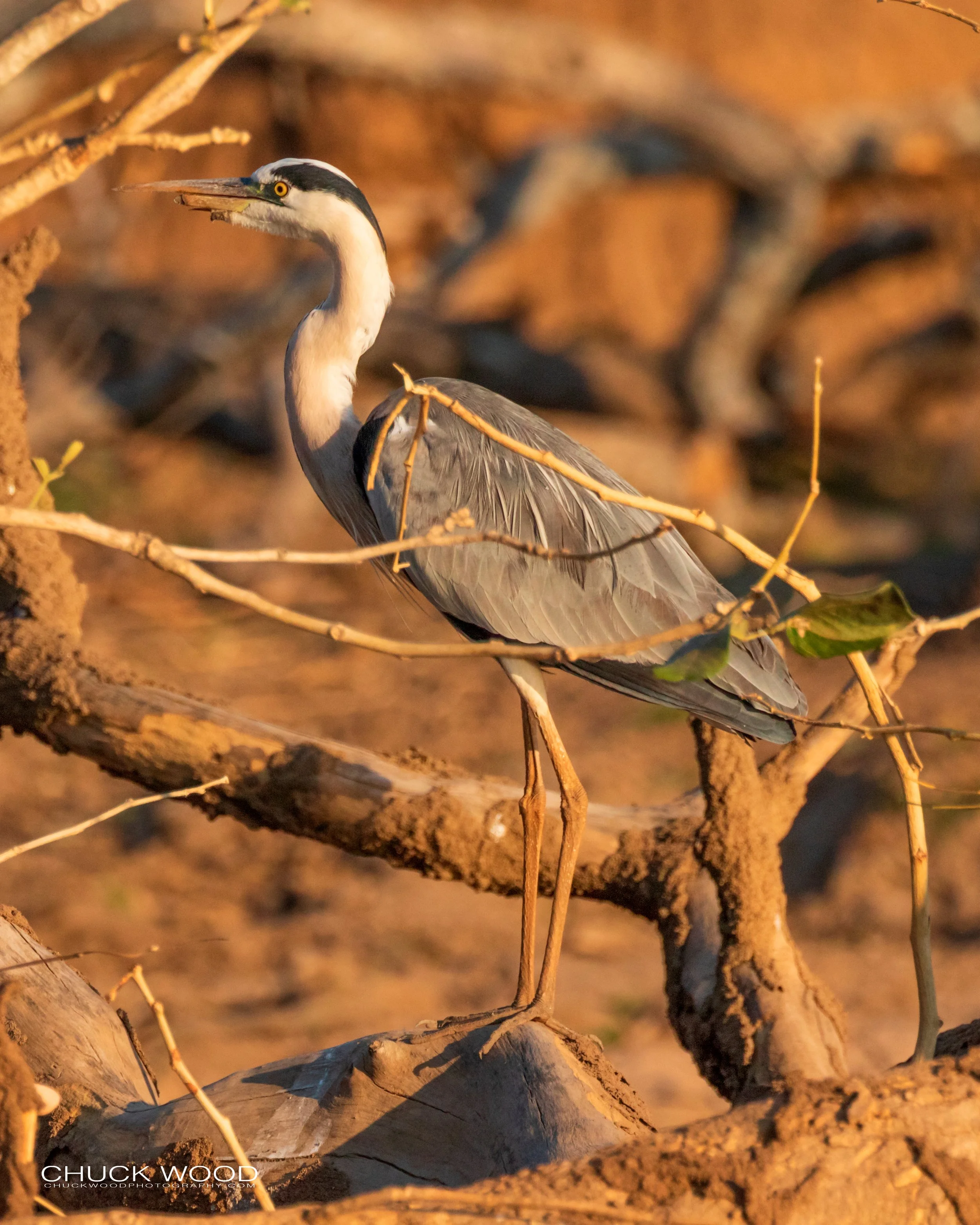  Mana Pools, Zimbabwe 2019 