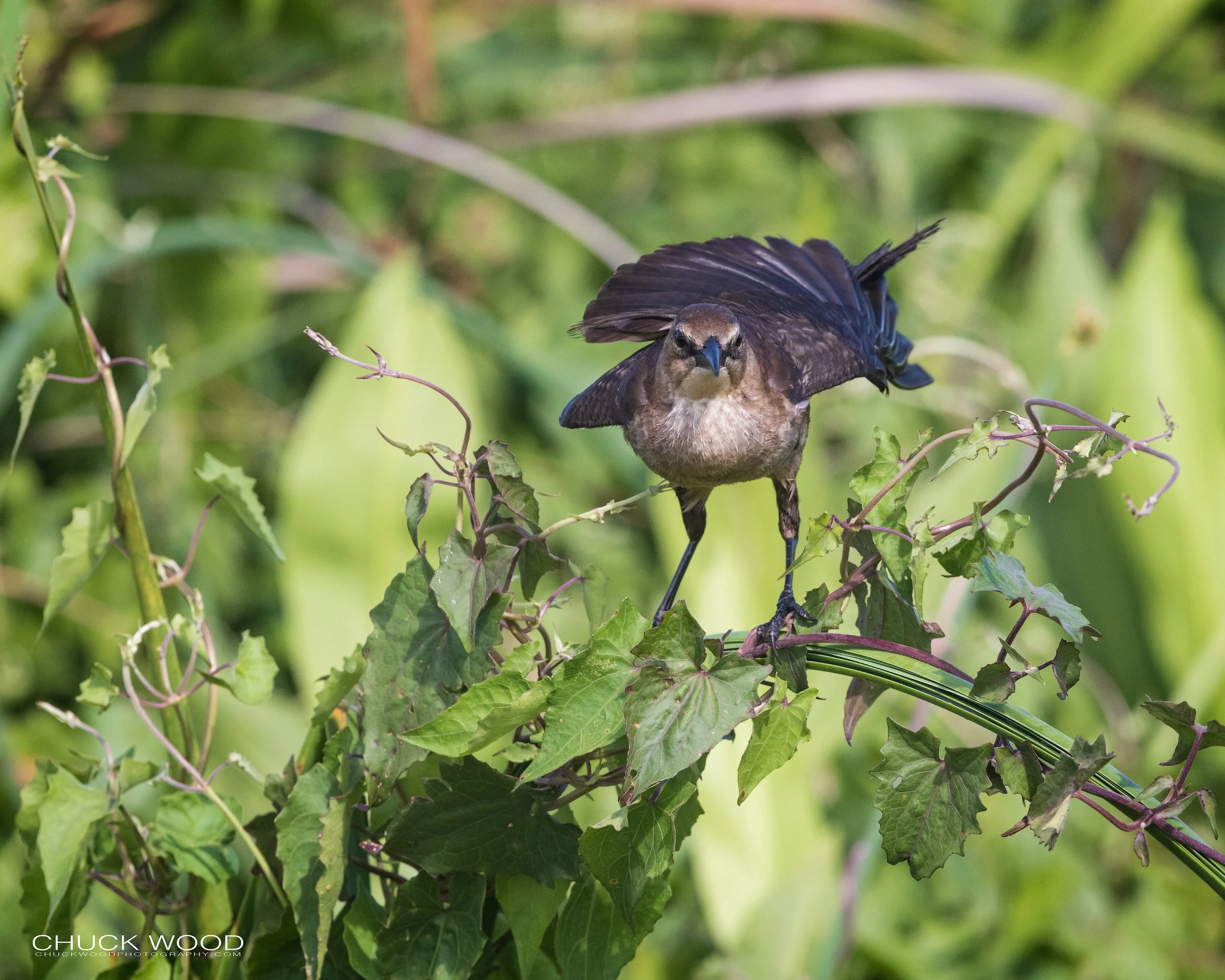  Viera Wetlands, FL 2022 