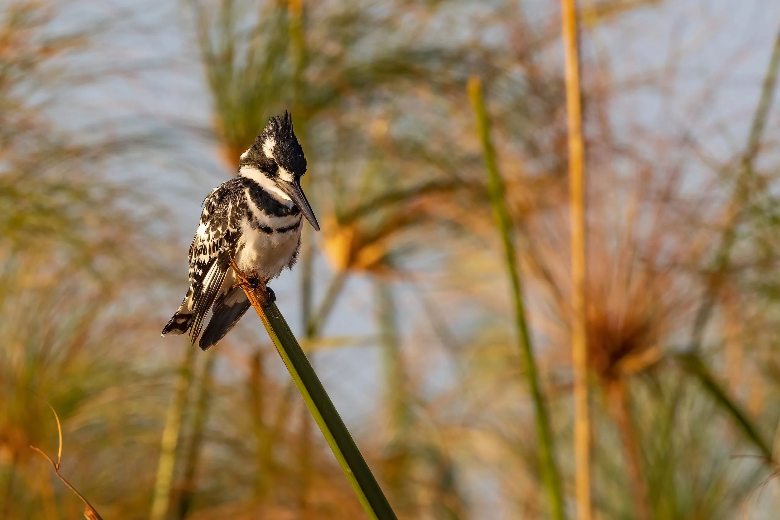 Chobe River, Botswana 2023 