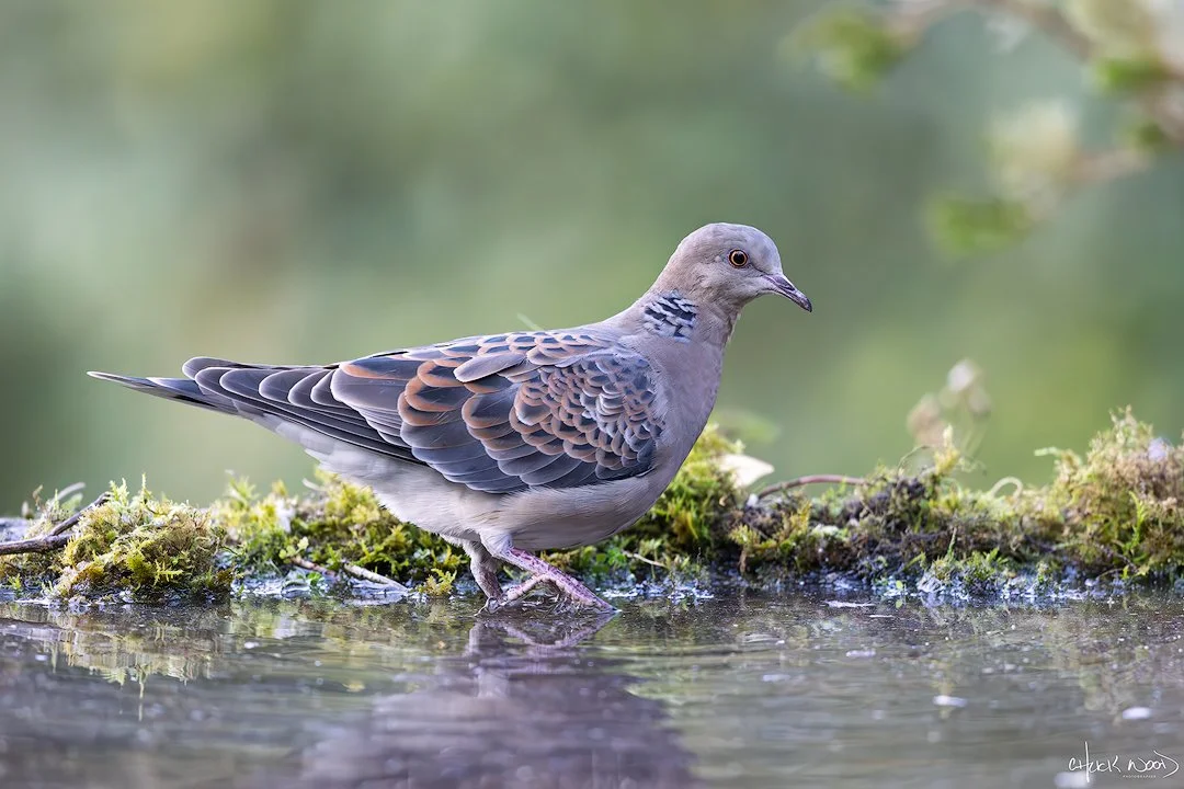  Christian Ashram Estate Sattal, India 2025 