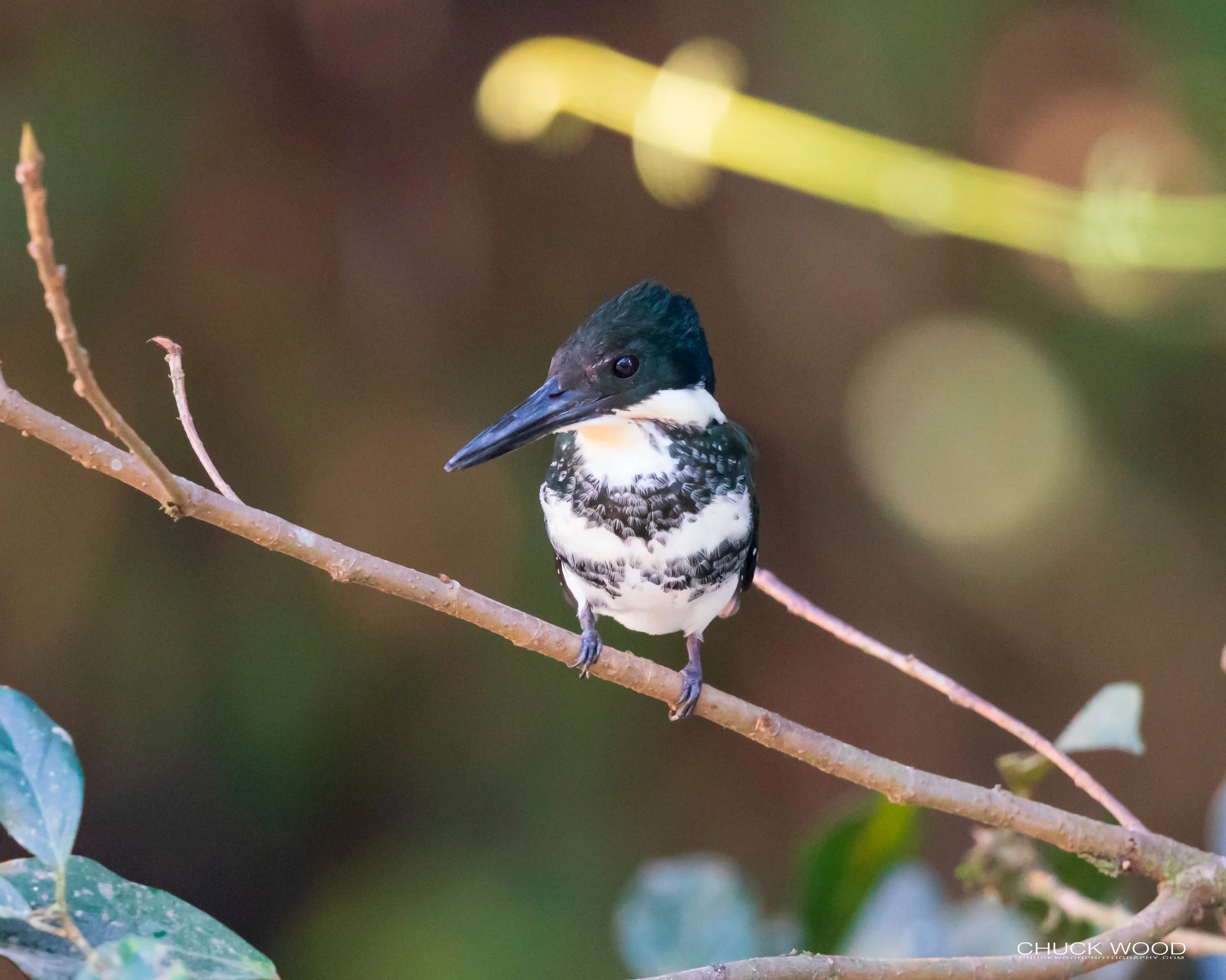  Tuis River Valley, Costa Rica 2020 
