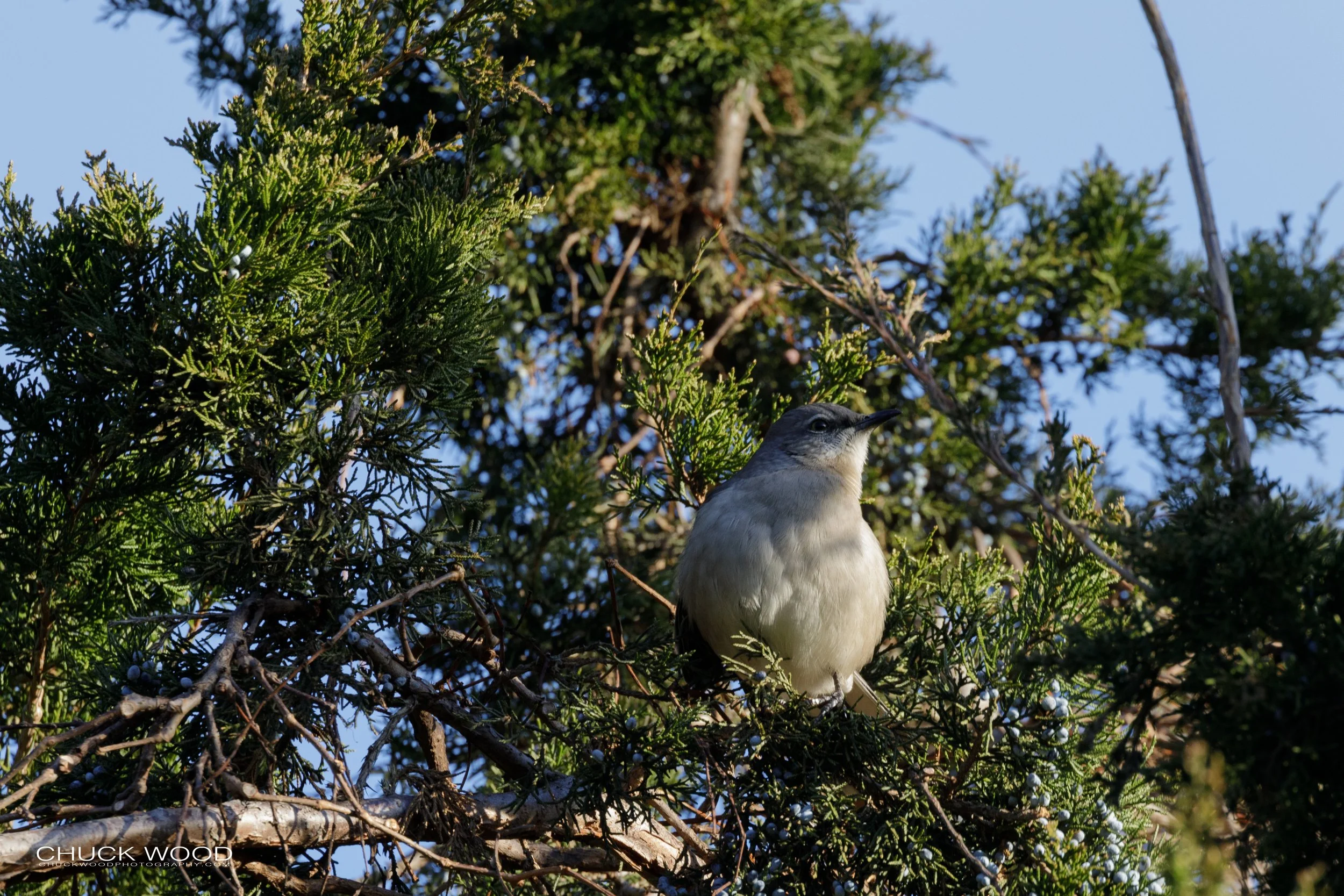  Central Park NYC, 2018 